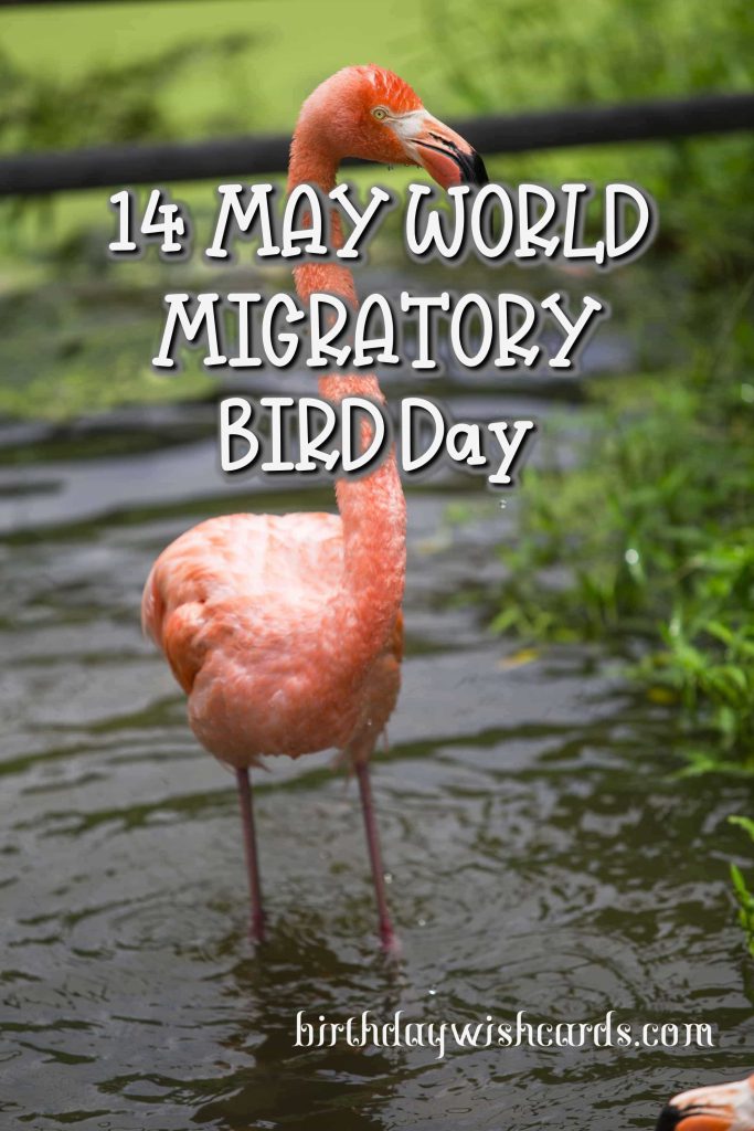 Birthday Wish Cards | 09-Oct World Migratory Bird Day: Birthday Wish Cards | 09-Oct World Migratory Bird Day: