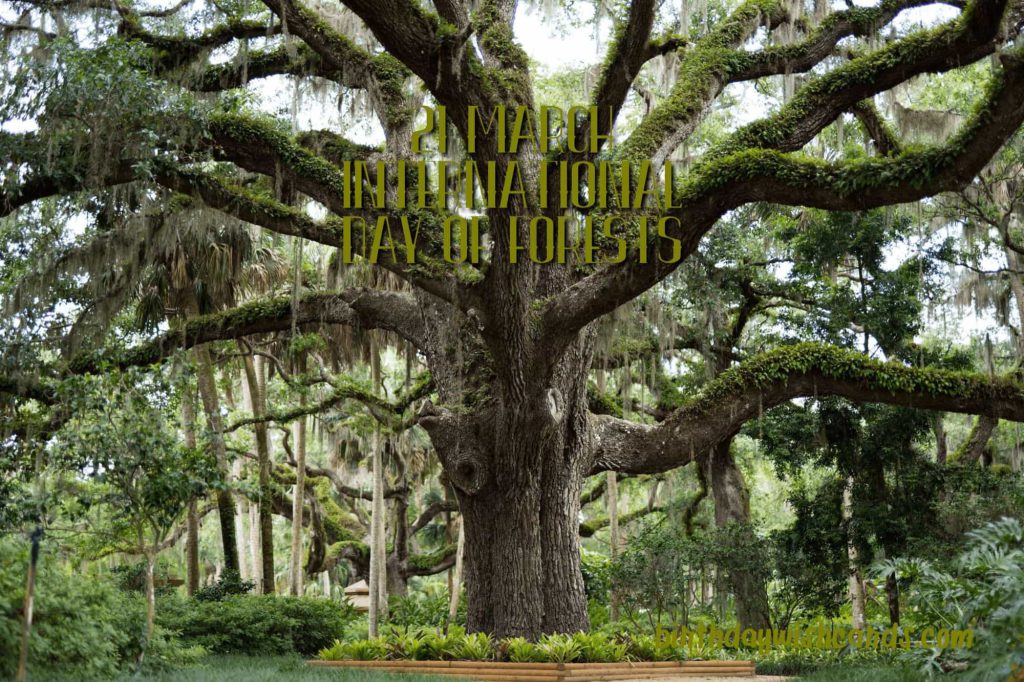 Birthday Wish Cards | 21-March International Day For Forests: Birthday Wish Cards | 21-March International Day For Forests:
