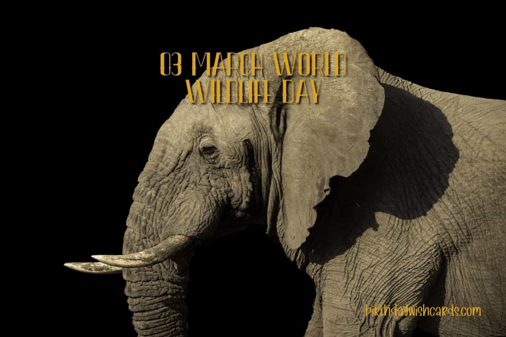 Birthday Wish Cards | 03-March World Wildlife Day: Birthday Wish Cards | 03-March World Wildlife Day: