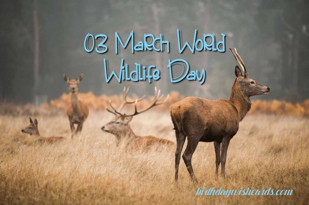 Birthday Wish Cards | 03-March World Wildlife Day: Birthday Wish Cards | 03-March World Wildlife Day: