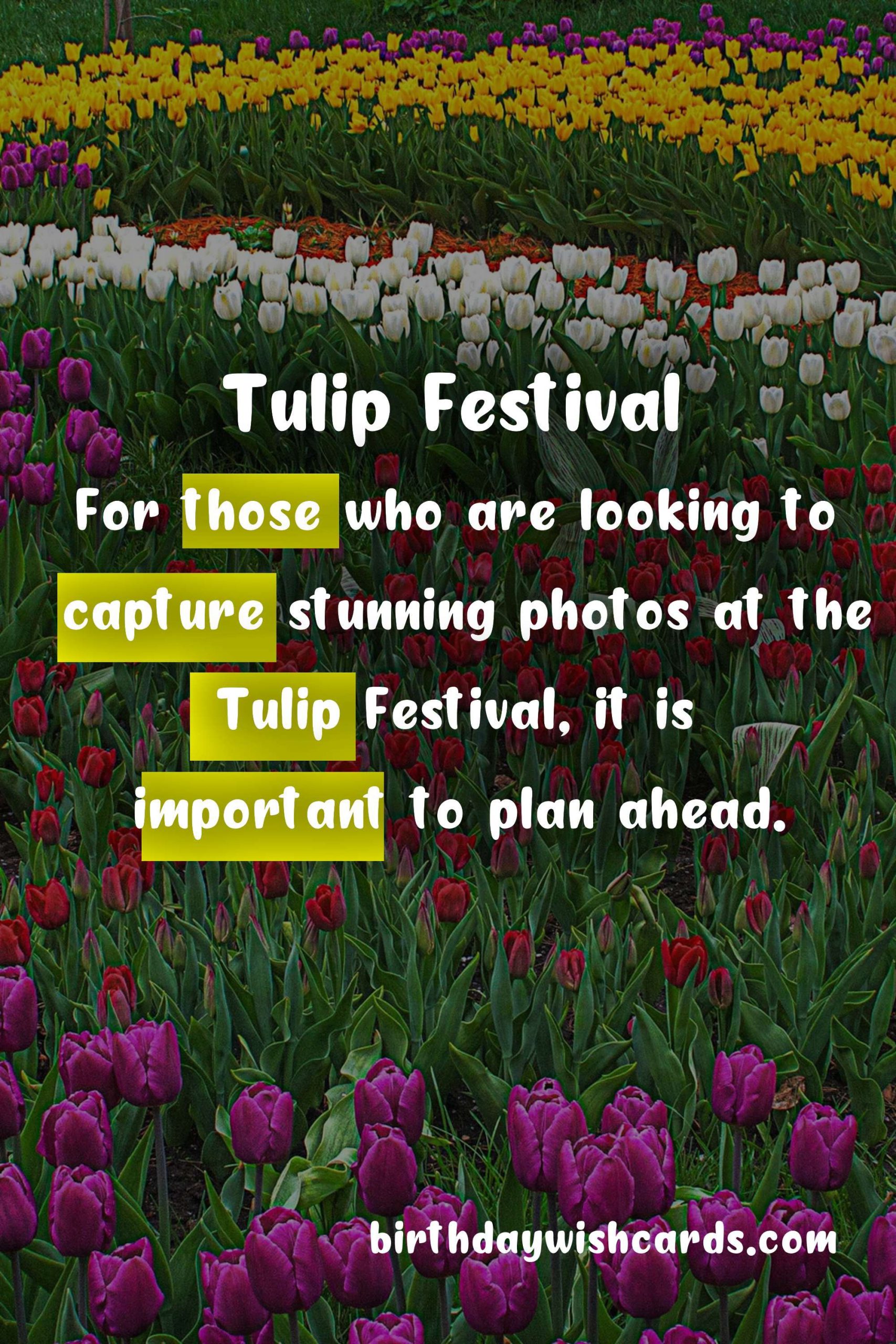 Experience The Magic of Tulips at The Tulip Festival This April