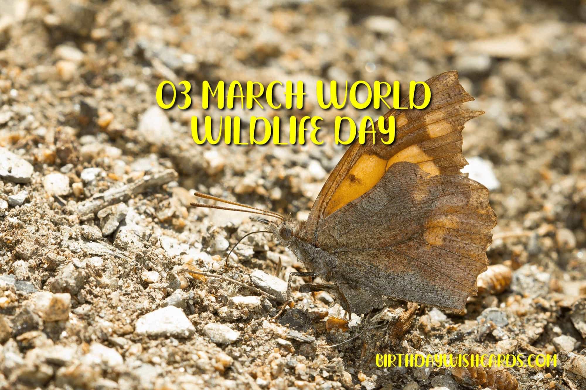 Birthday Wish Cards | 03-March World Wildlife Day: