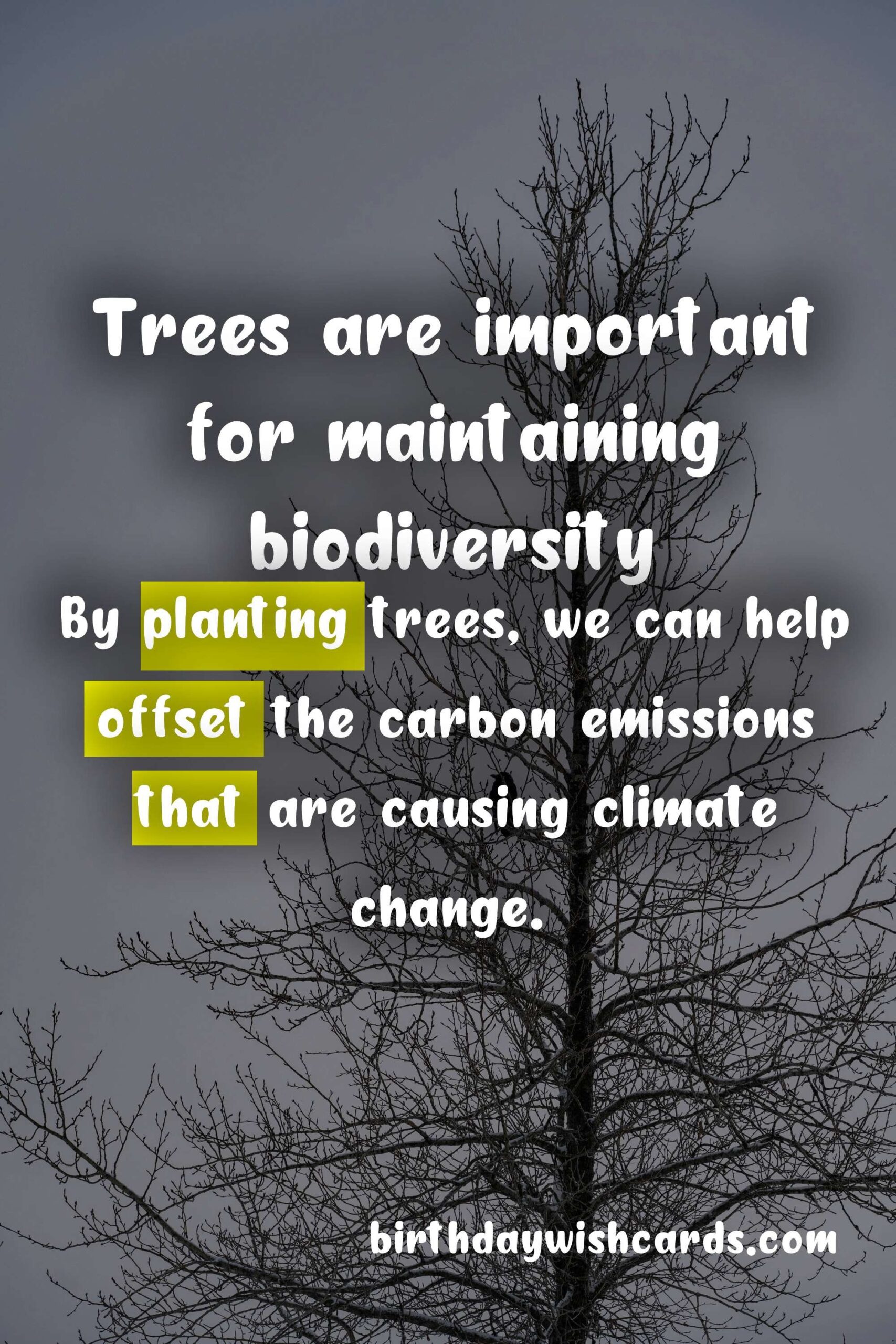 Birthday Wish Cards | National Tree Day: June 6