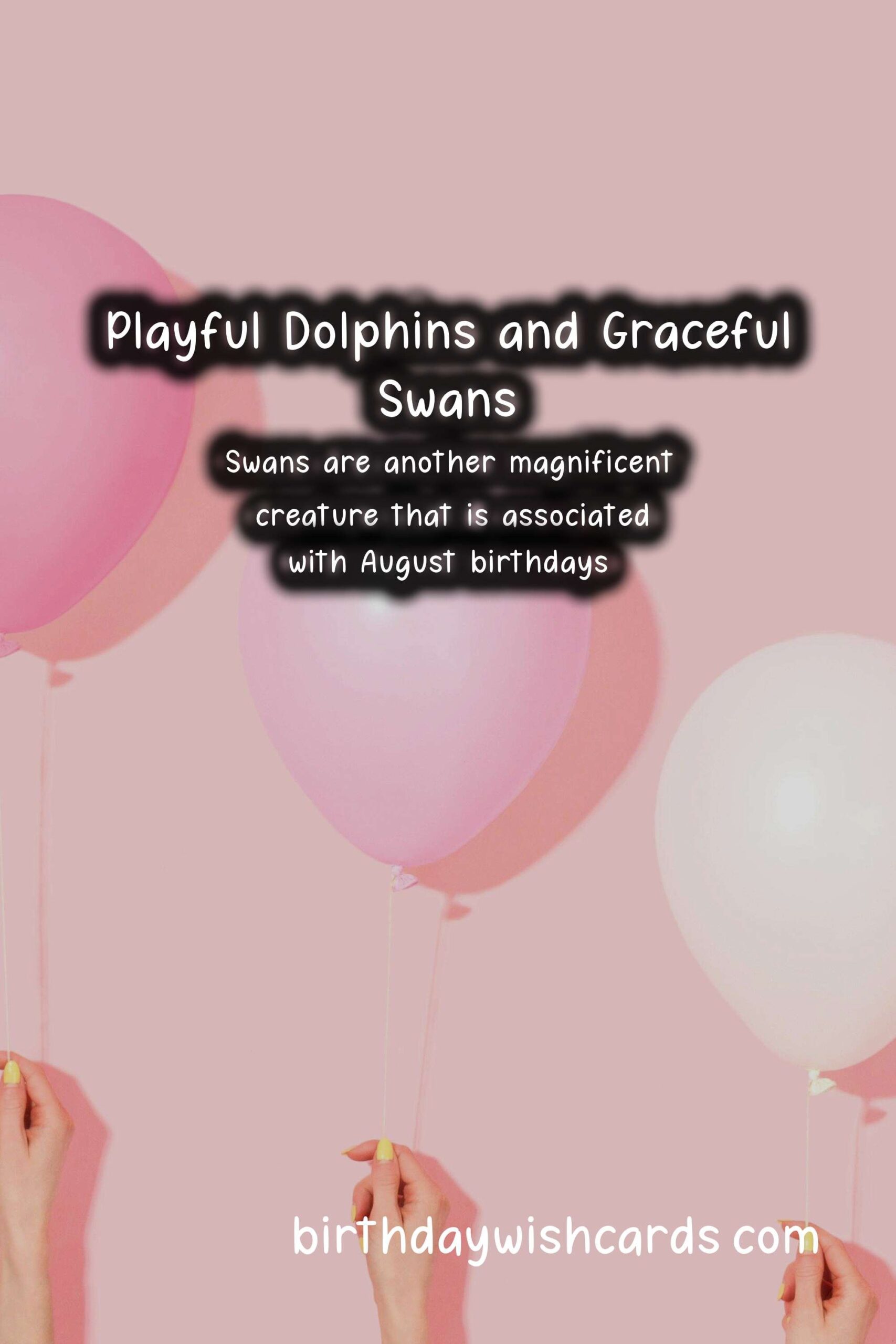 August Birthday Wishes: Playful Dolphins and Graceful Swans
