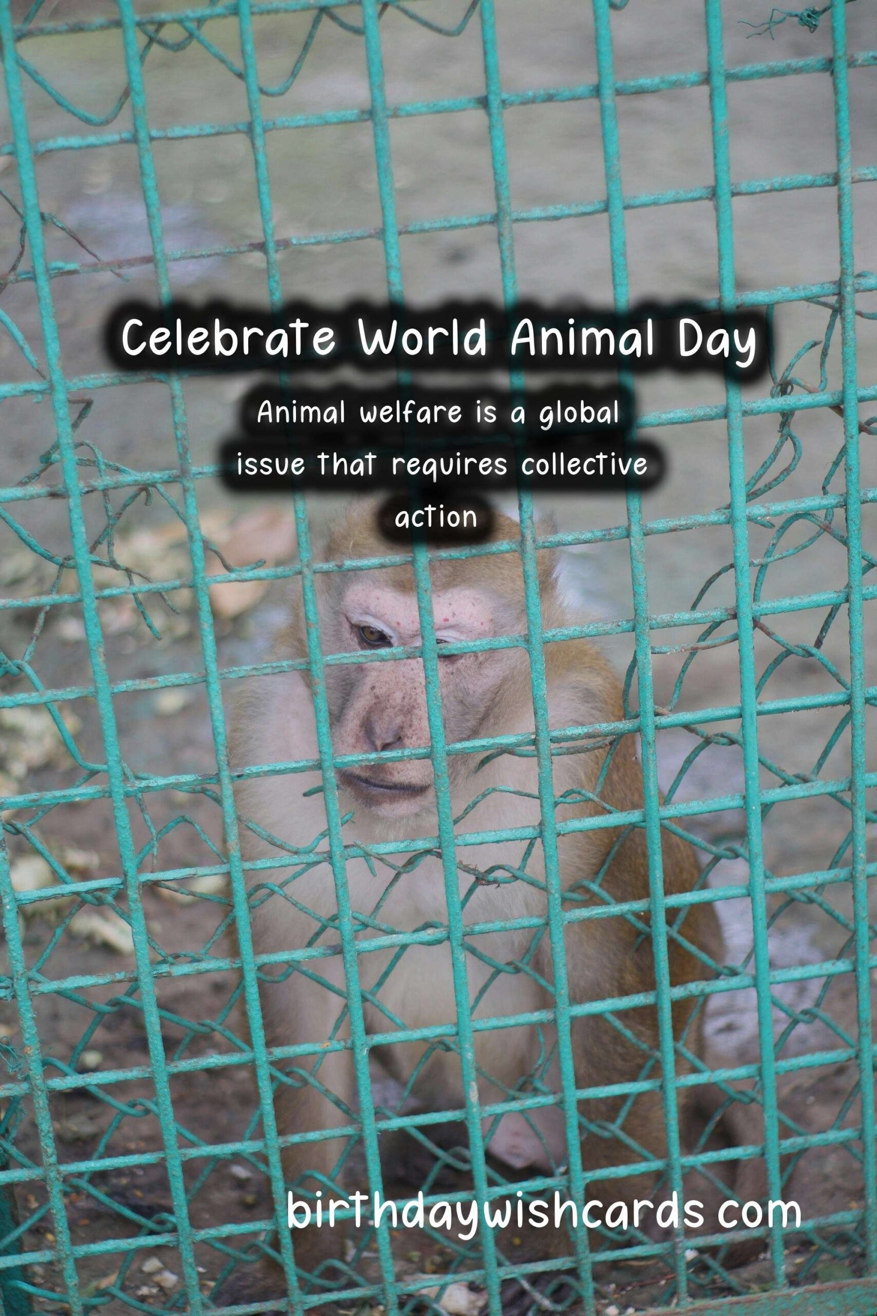 Celebrate World Animal Day on October 4th