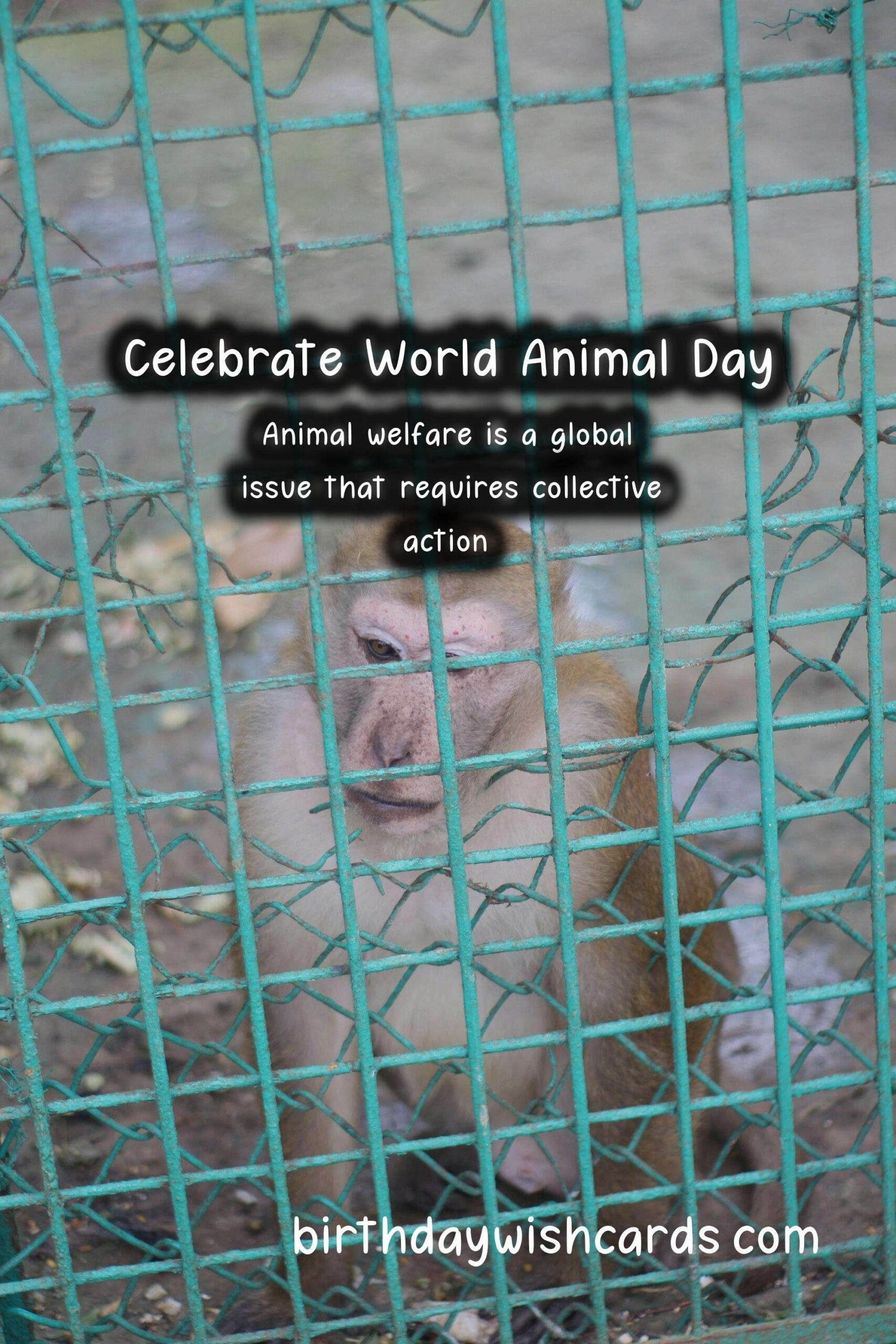 Celebrate World Animal Day on October 4th