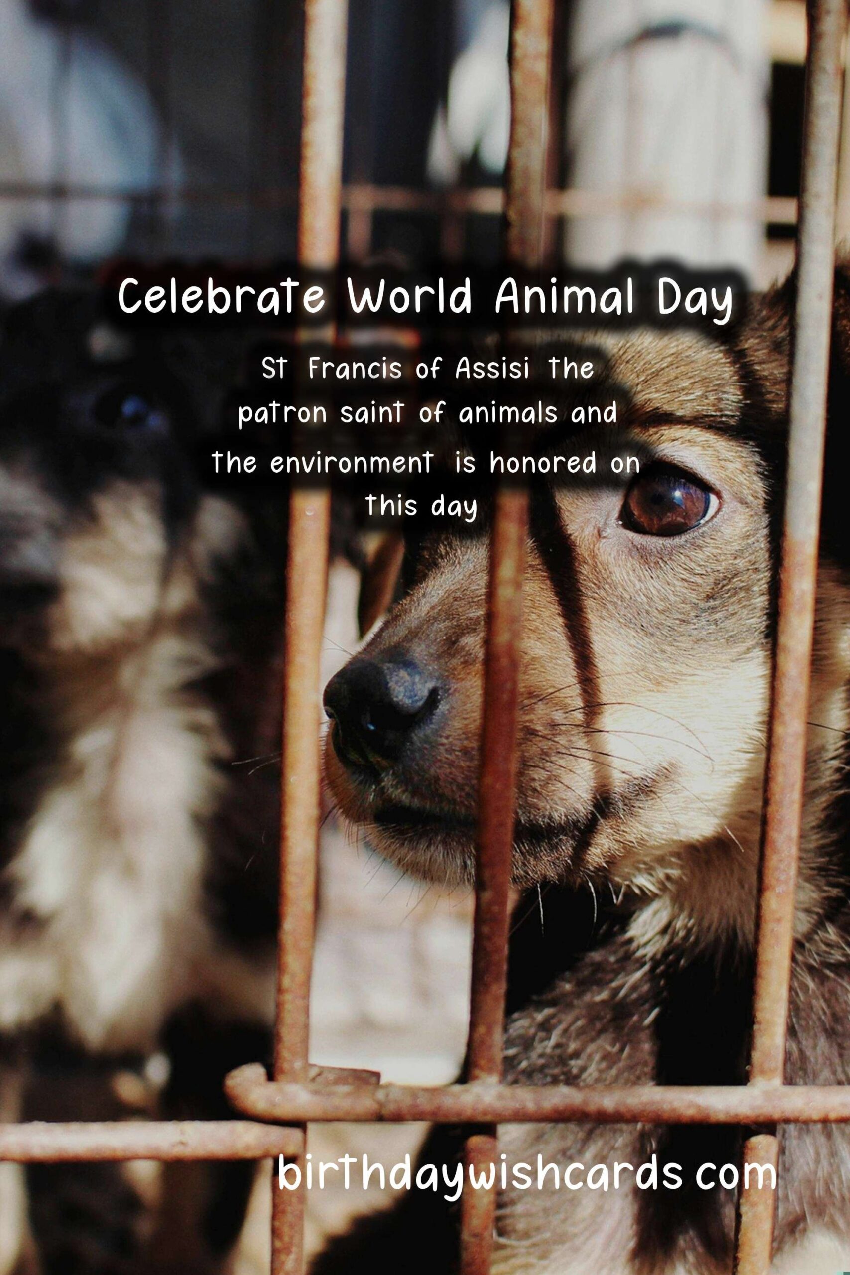 Celebrate World Animal Day on October 4th