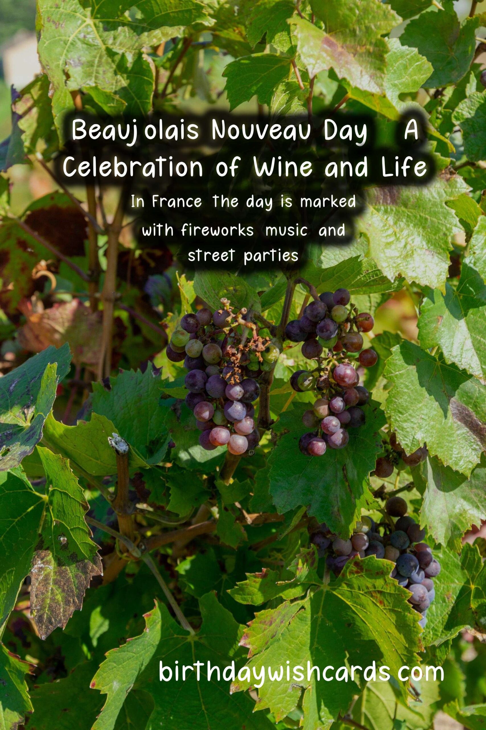 Celebrate Beaujolais Nouveau Day This November