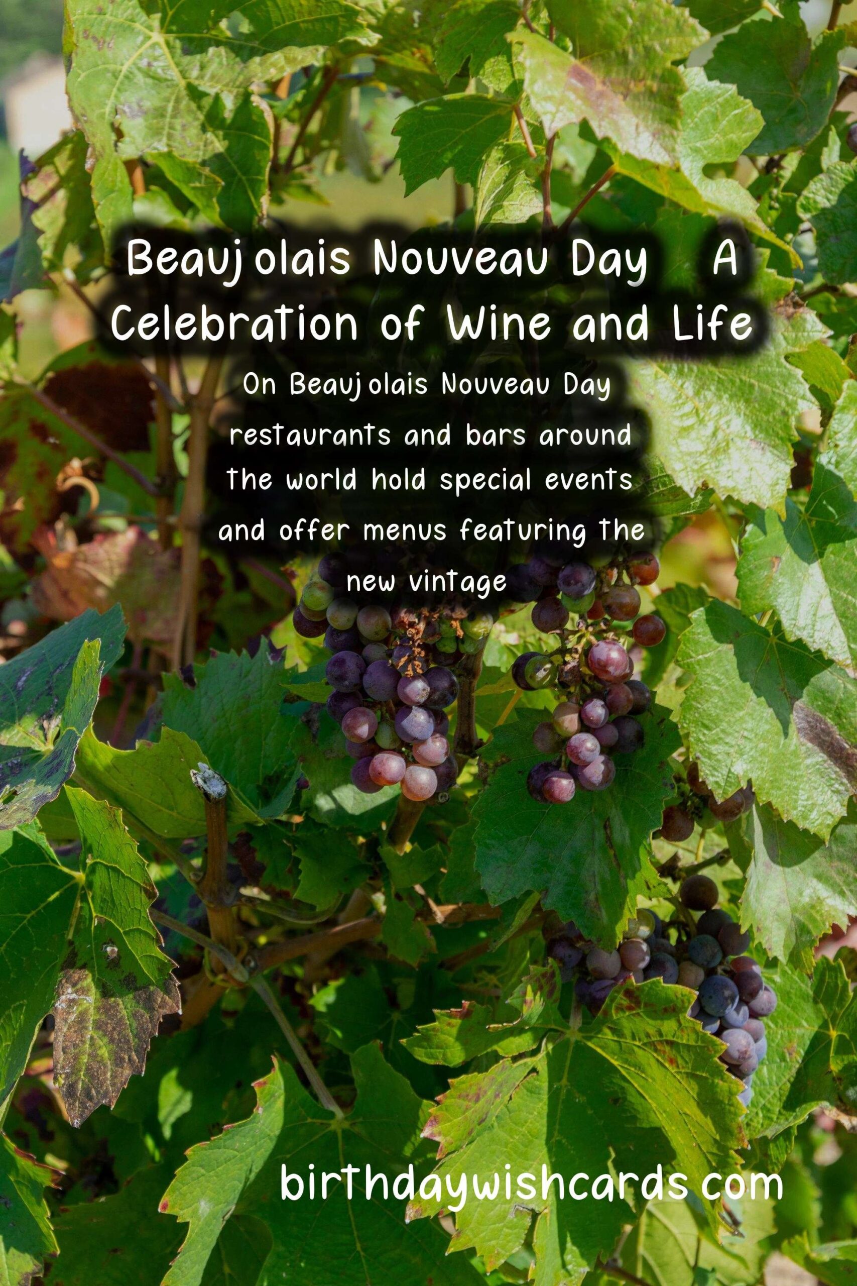 Celebrate Beaujolais Nouveau Day This November