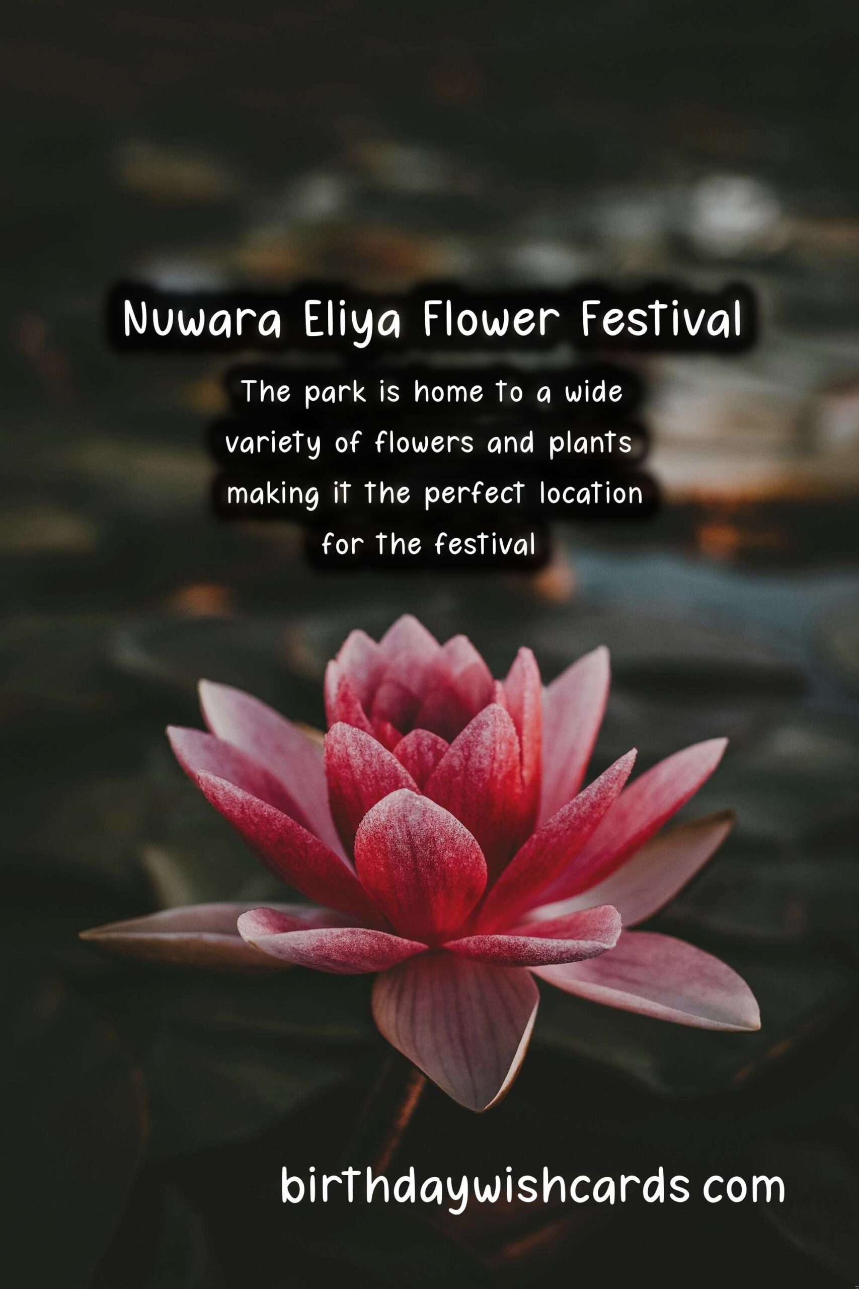 Experience the Beauty of Nuwara Eliya Flower Festival in April