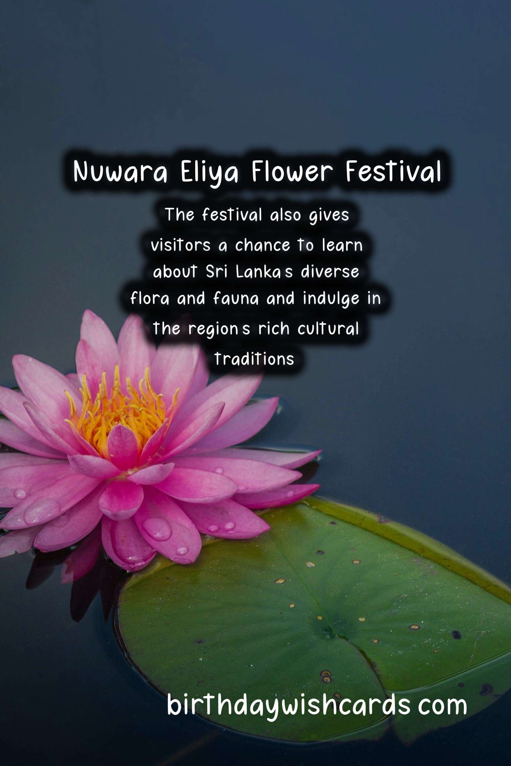 Experience the Beauty of Nuwara Eliya Flower Festival in April