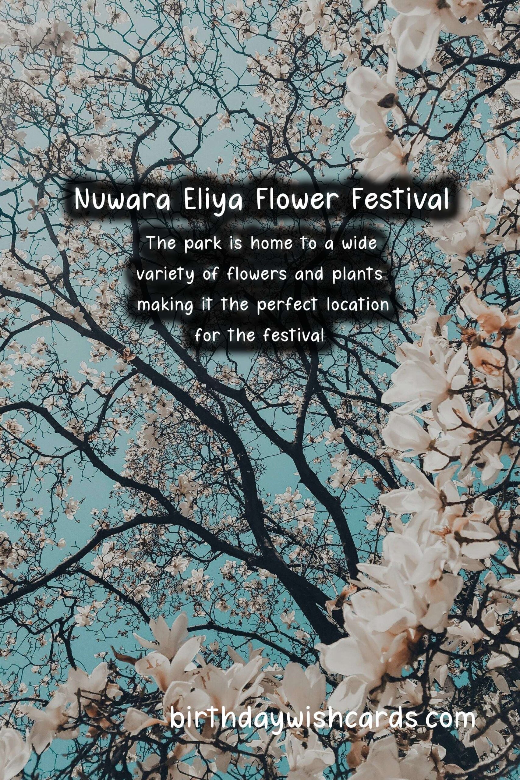 Experience the Beauty of Nuwara Eliya Flower Festival in April
