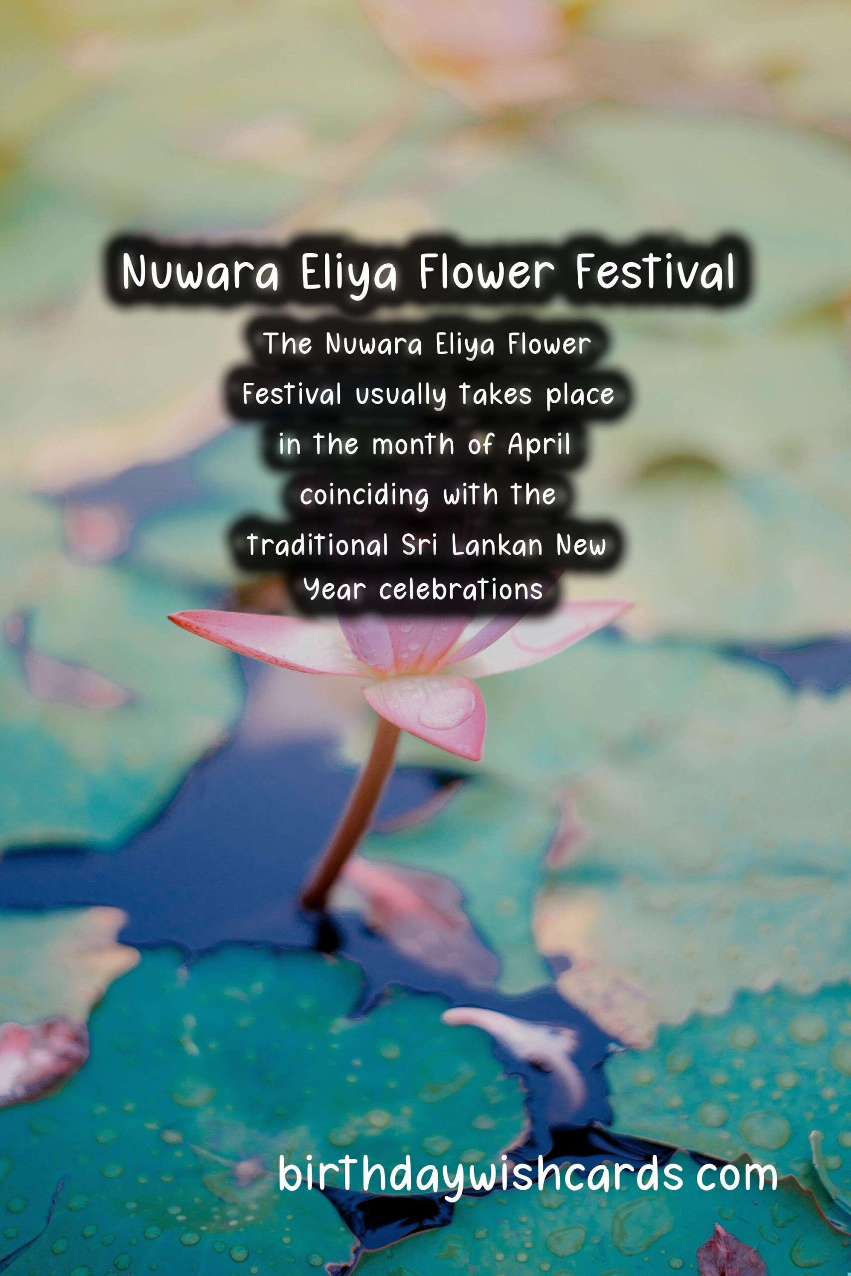 Experience the Beauty of Nuwara Eliya Flower Festival in April