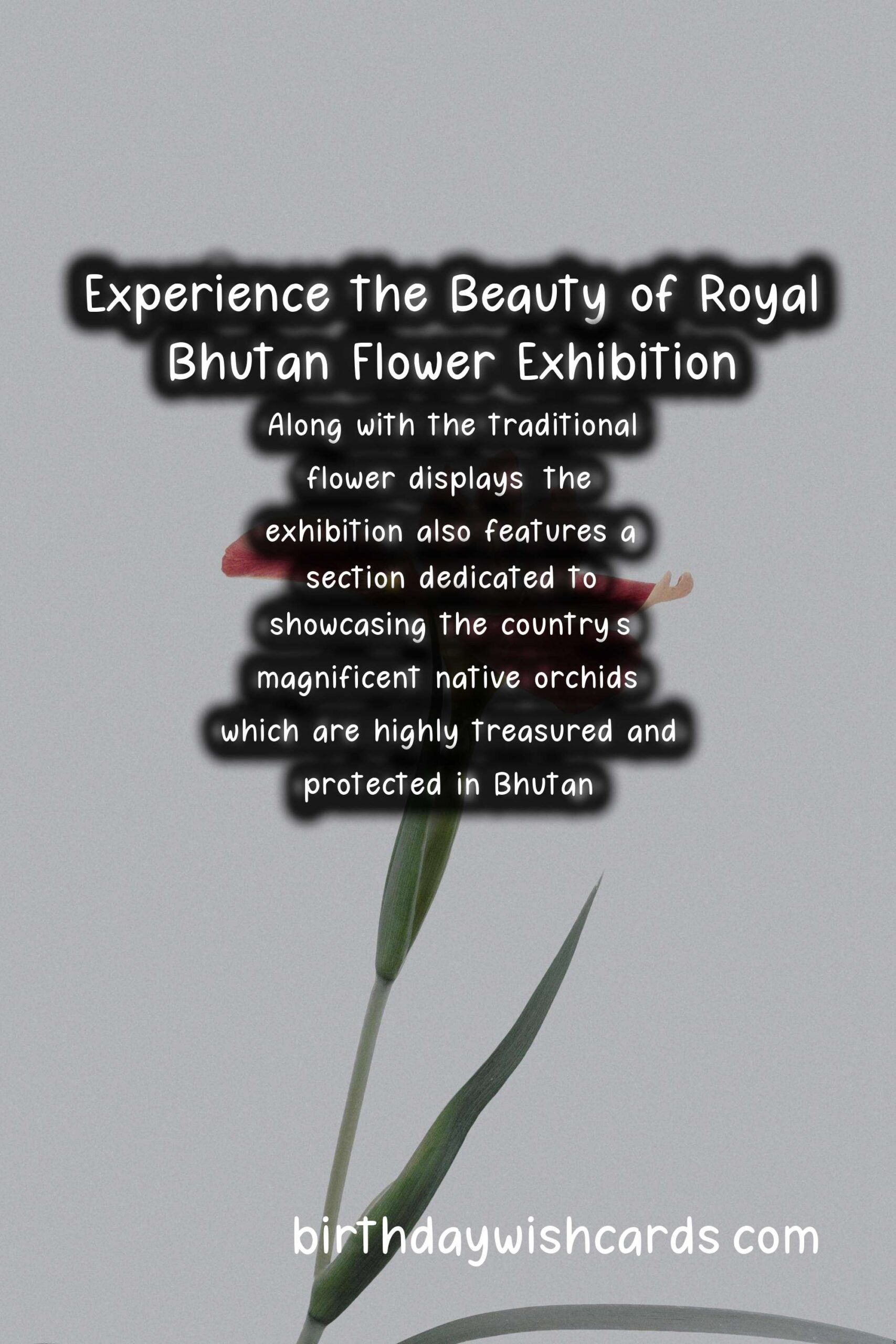 Experience the Beauty of Royal Bhutan Flower Exhibition - April/May*