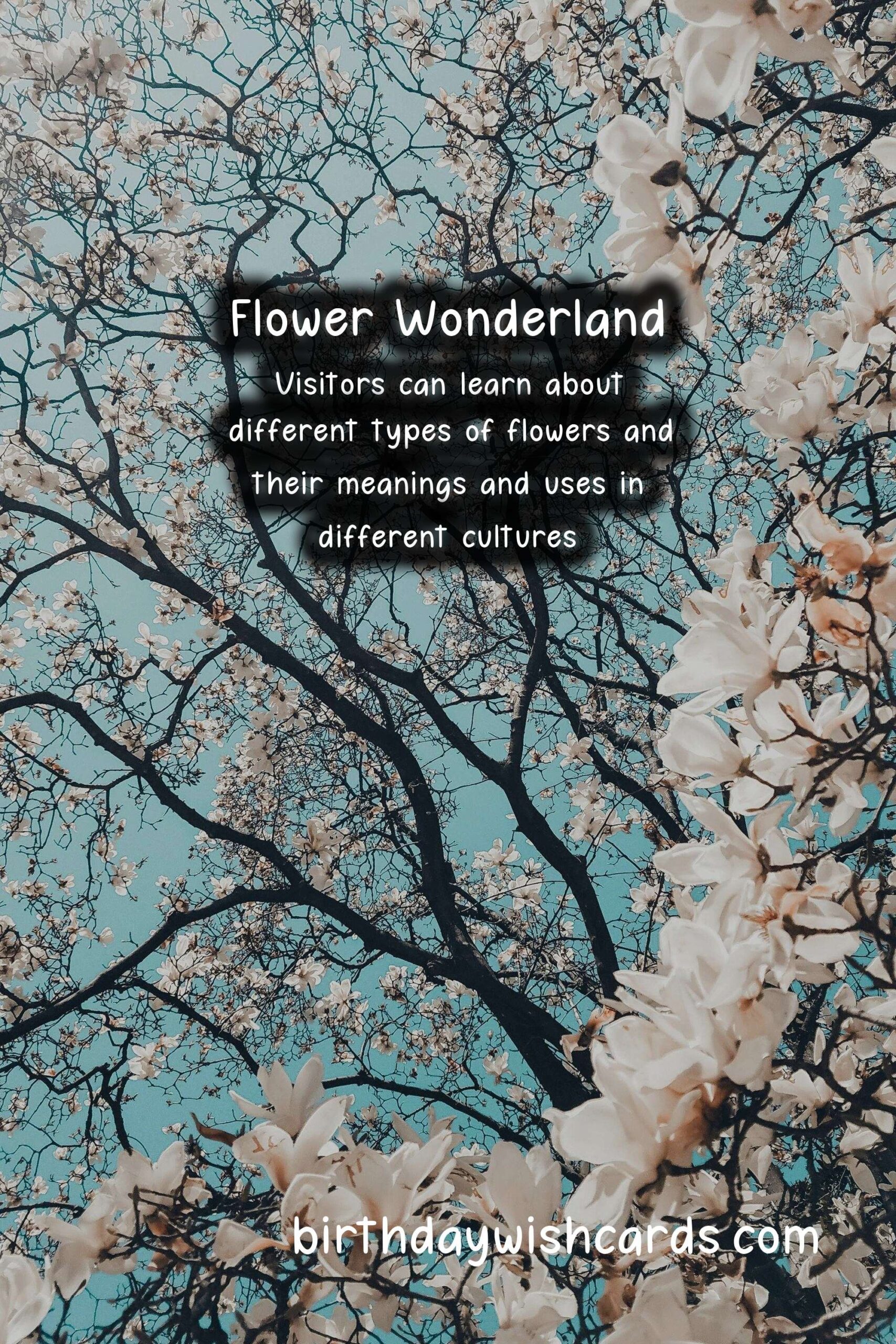 Birthday Wish Cards | National Flower Festival - October 15