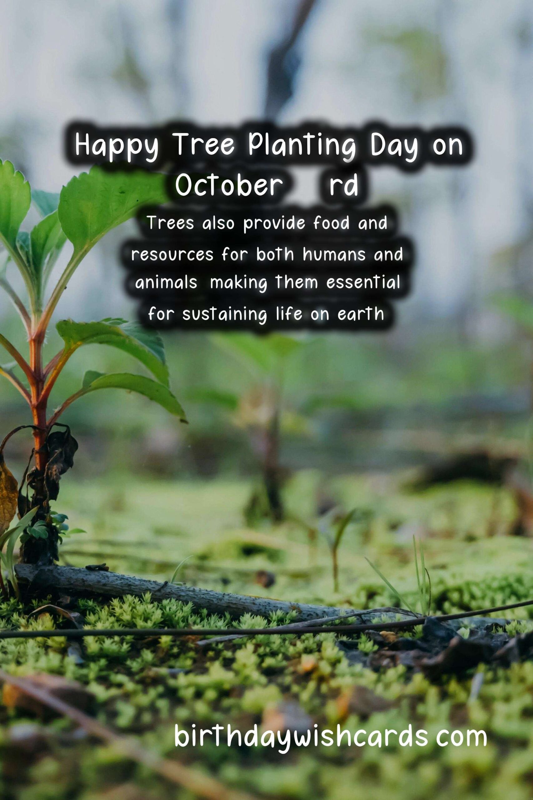 October 23rd - National Tree Planting Day