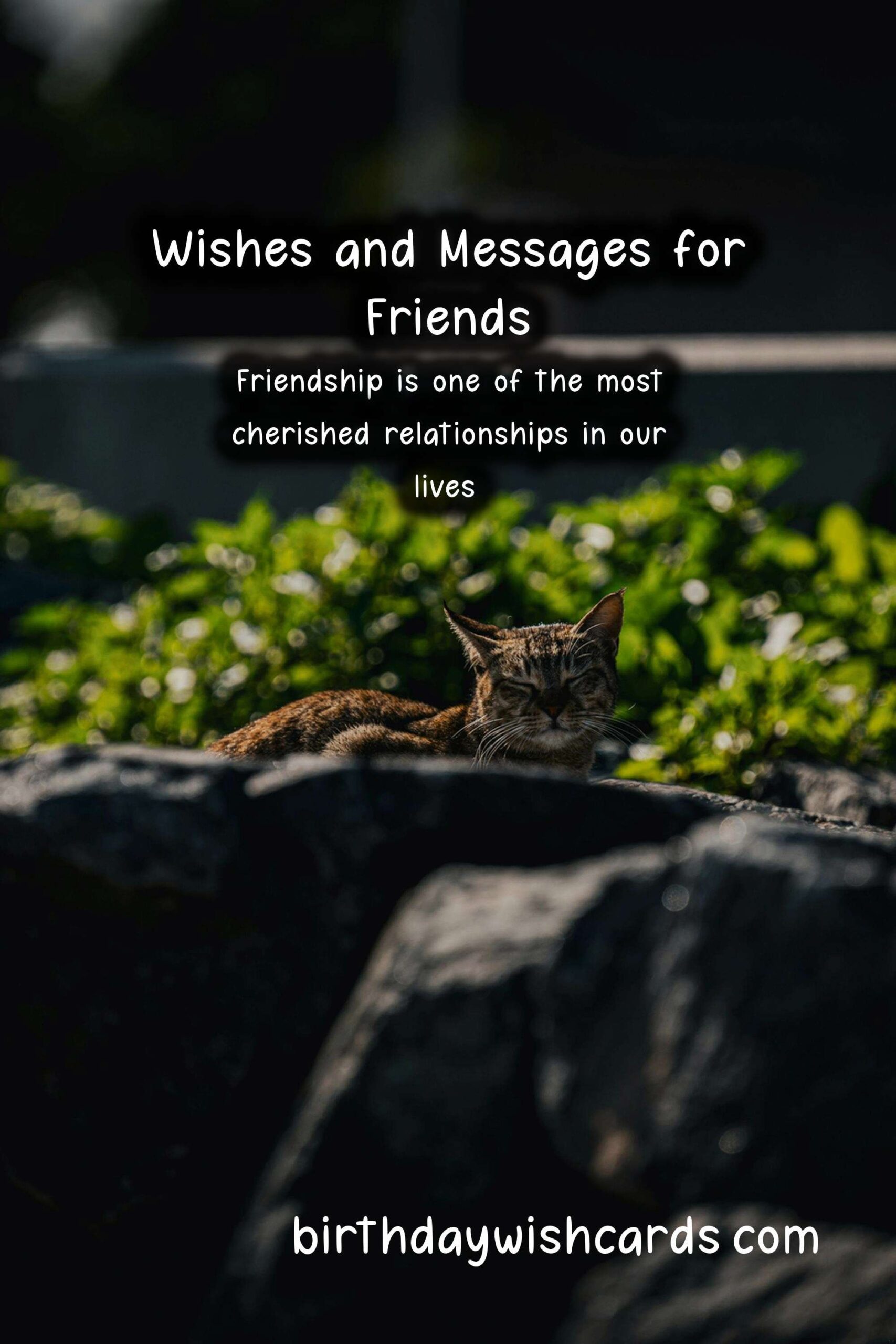 Best Wishes and Messages for Friends: Celebrate Your Bond