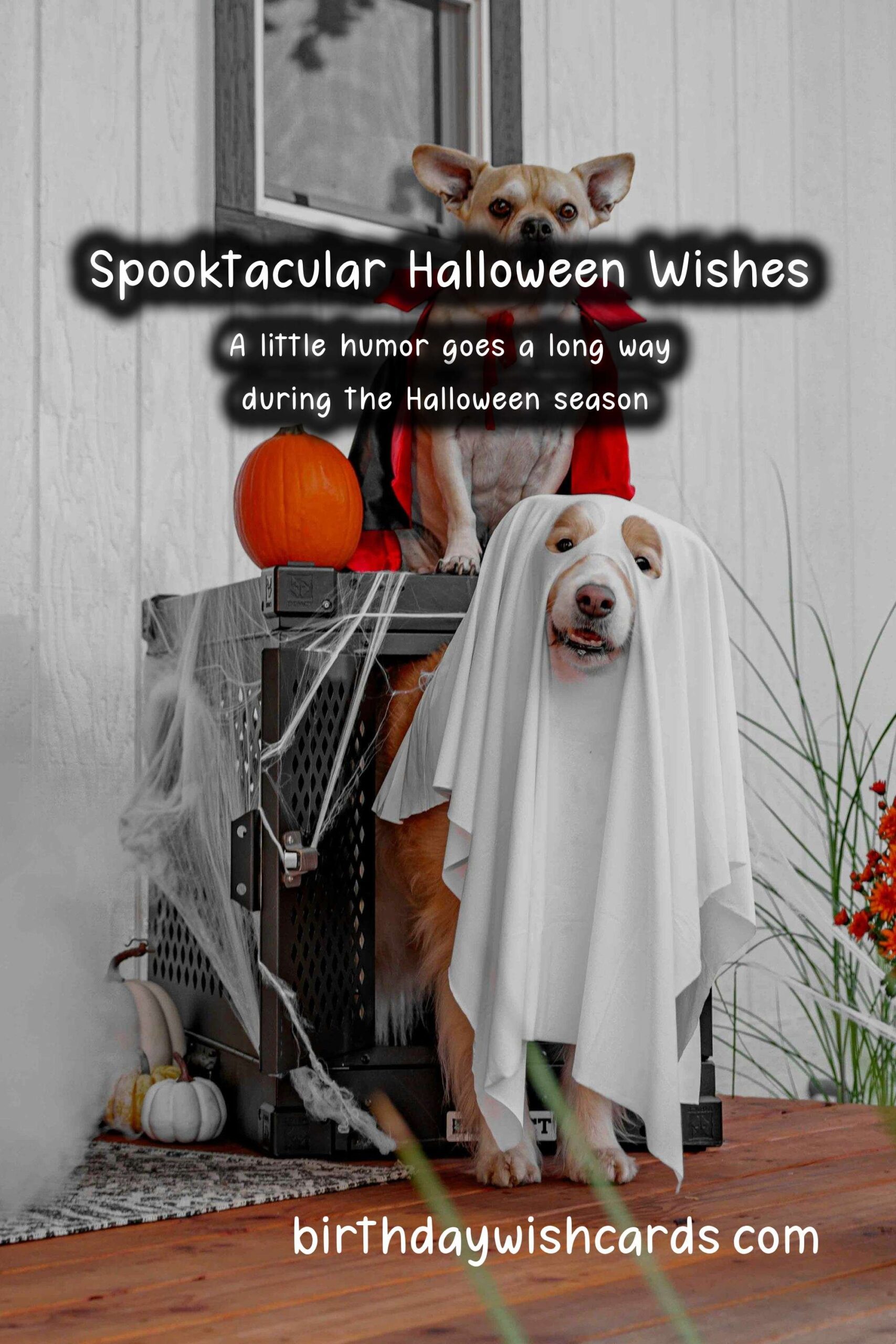 Best Wishes and Messages for Halloween
