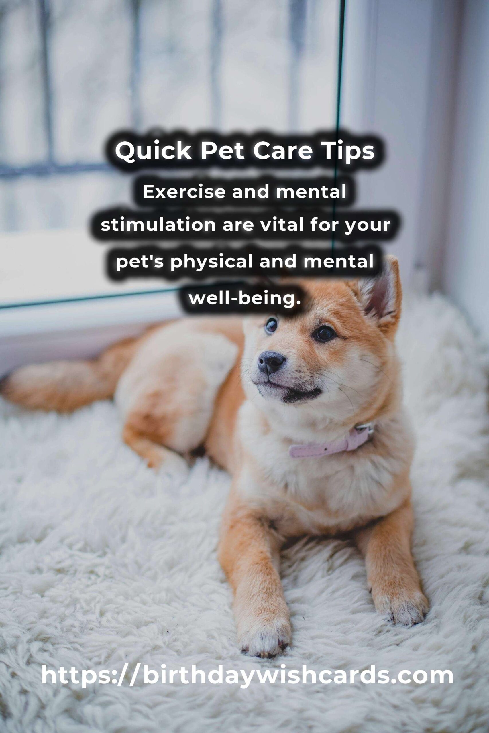Expert Advice for Quick Pet Care: Essential Tips for Busy Pet Owners