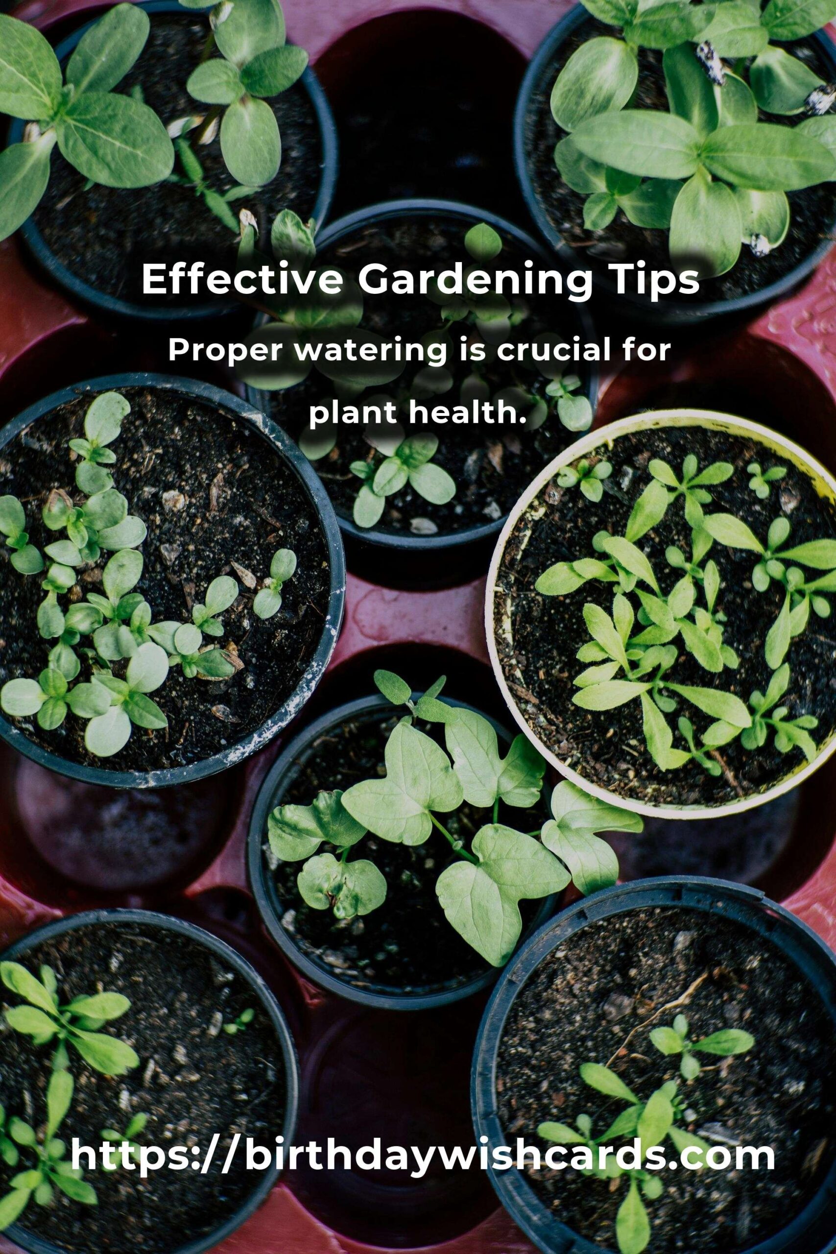 Solving Common Gardening Problems with Effective Tips and Methods