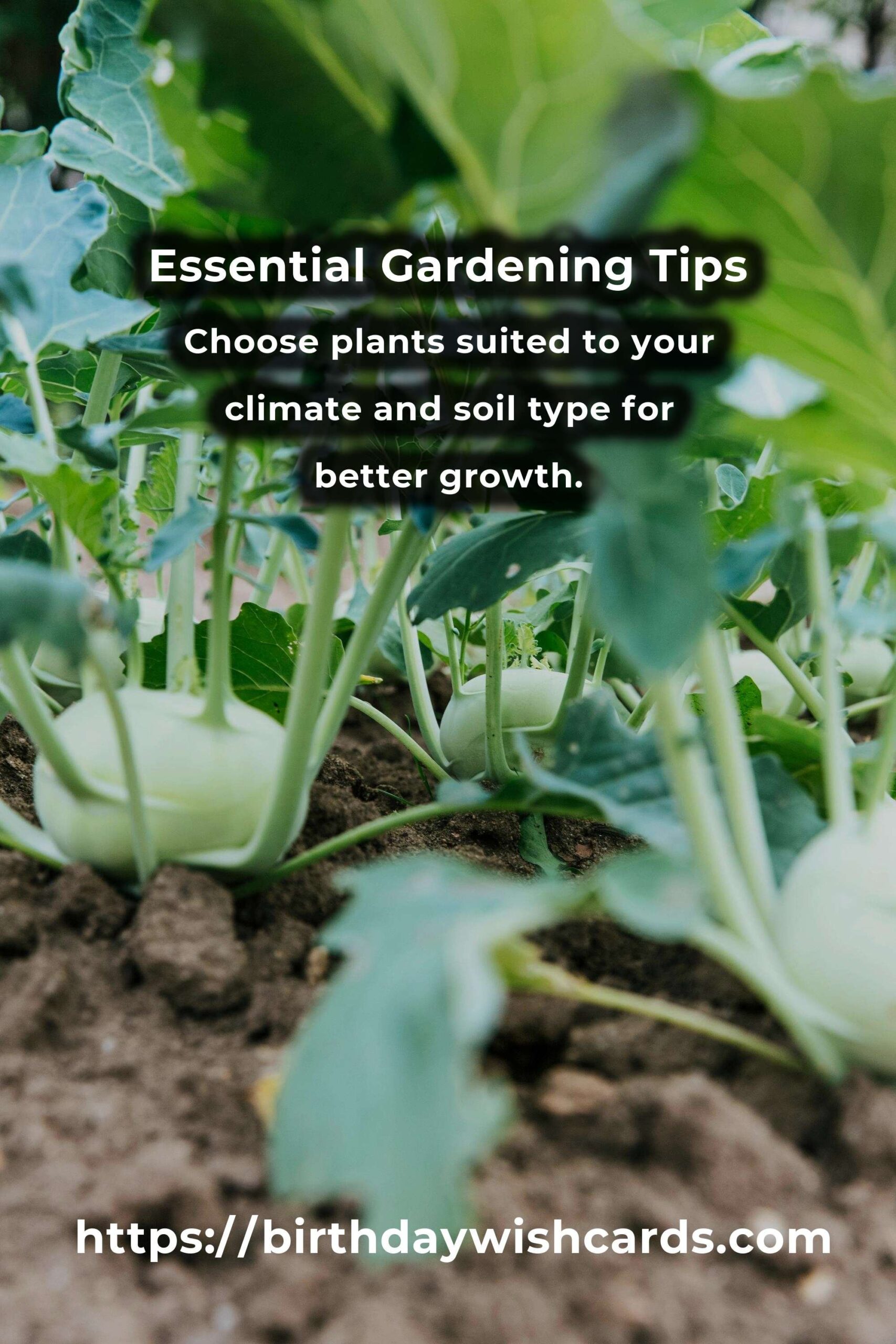 Top 27 Essential Gardening Tips for Beginners