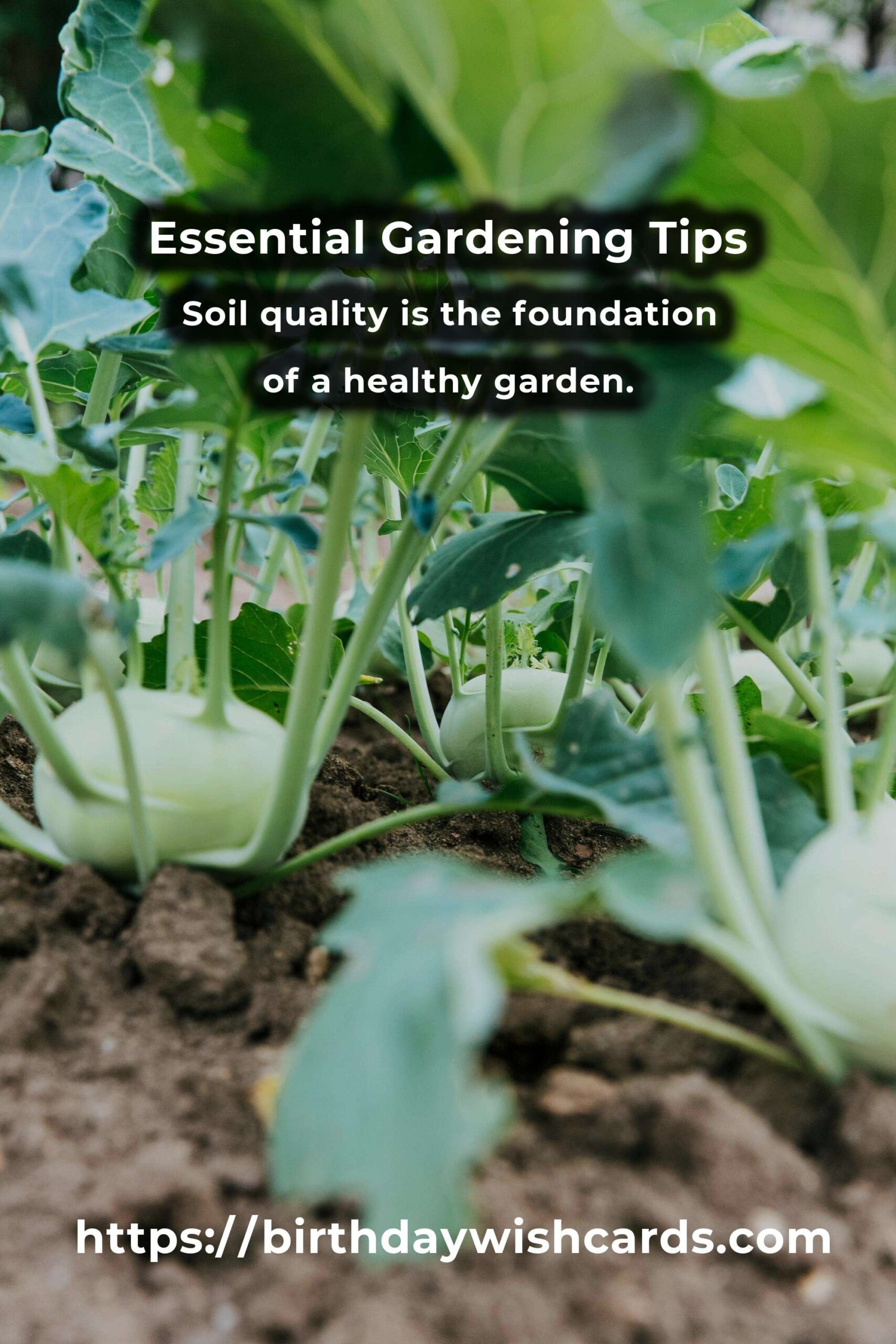 Understanding the Basics of Gardening: Essential Tips and Blueprints