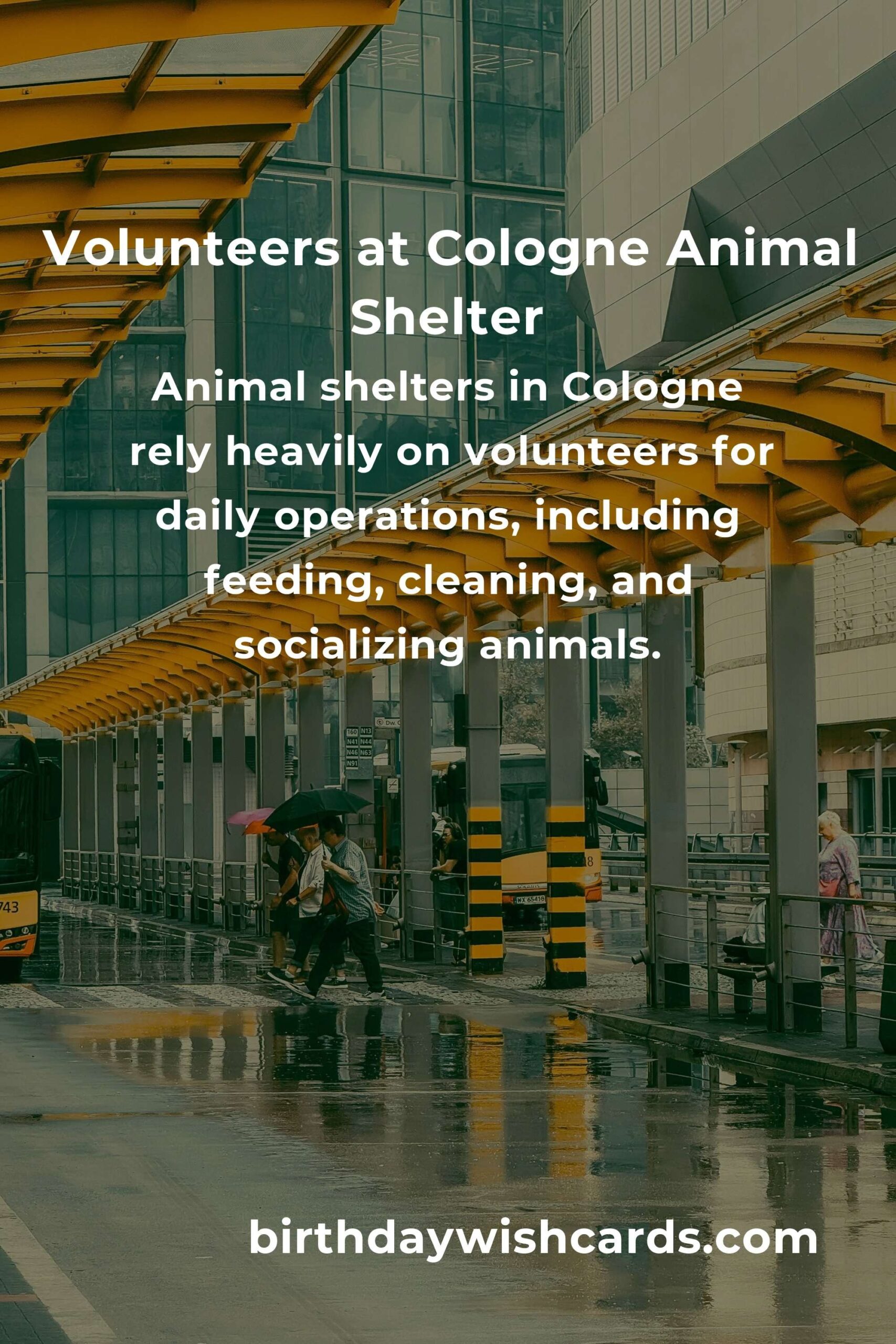 Best Animal Shelter Volunteer Programs in Cologne: Make a Difference