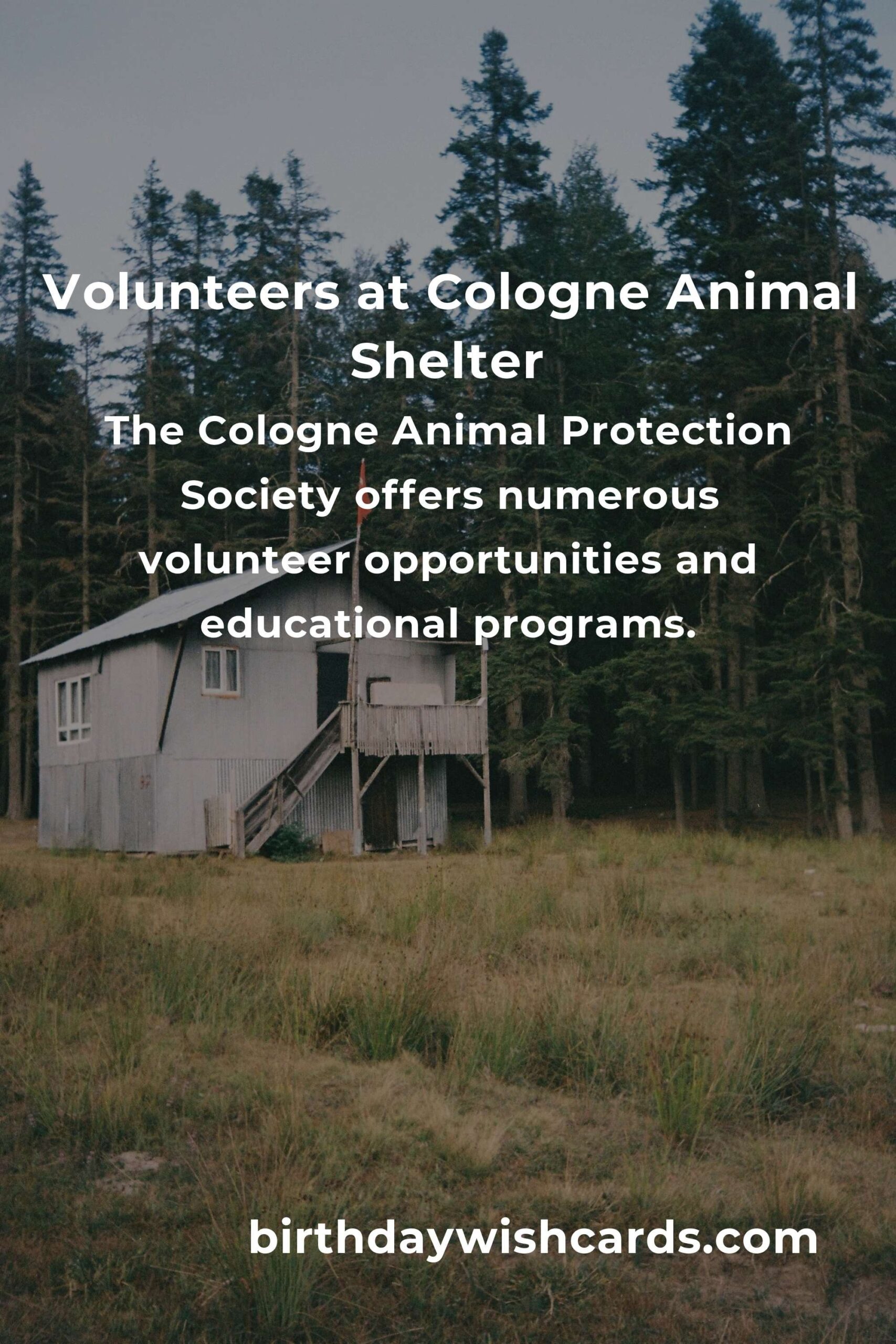 Best Animal Shelter Volunteer Programs in Cologne: Make a Difference