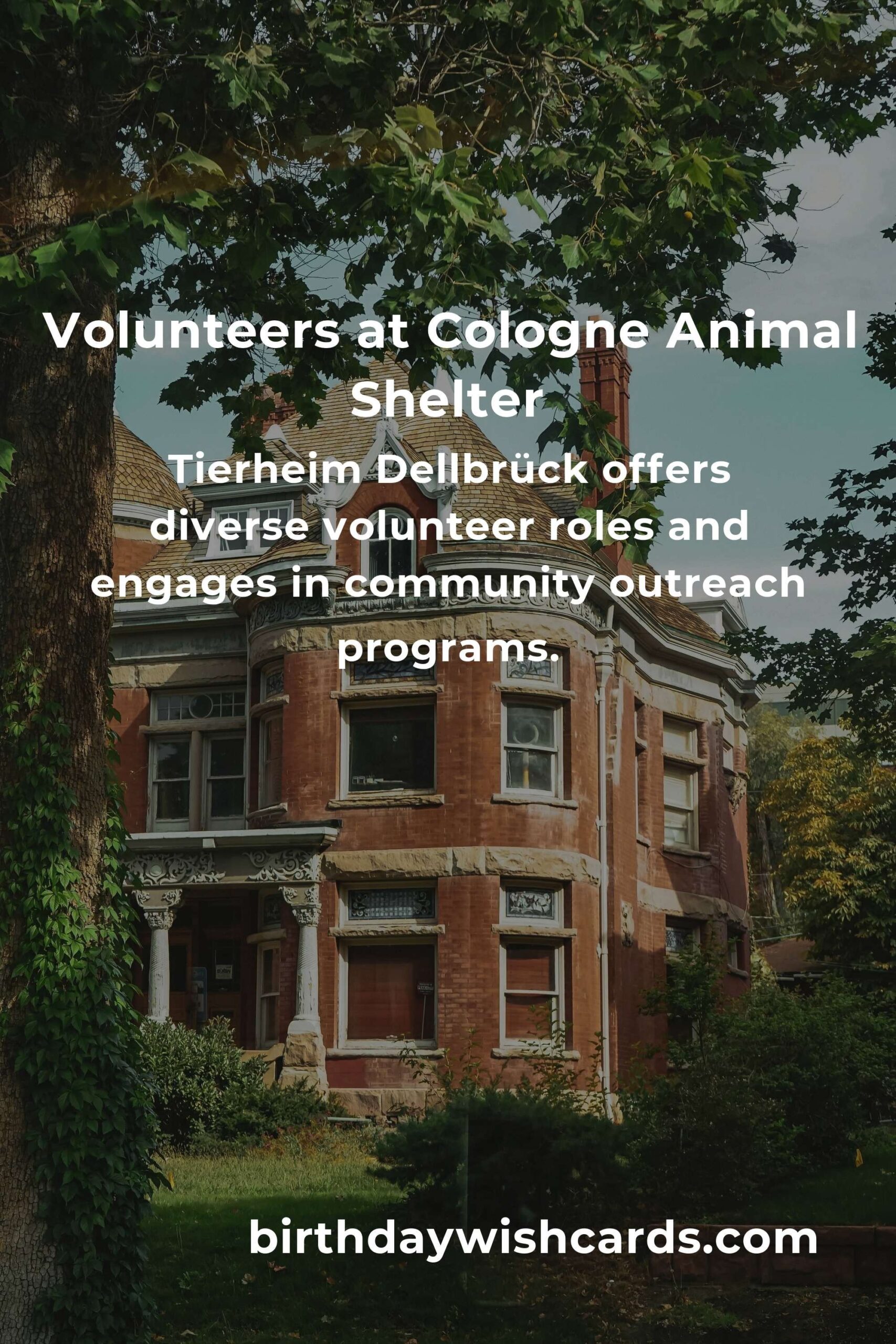 Best Animal Shelter Volunteer Programs in Cologne: Make a Difference