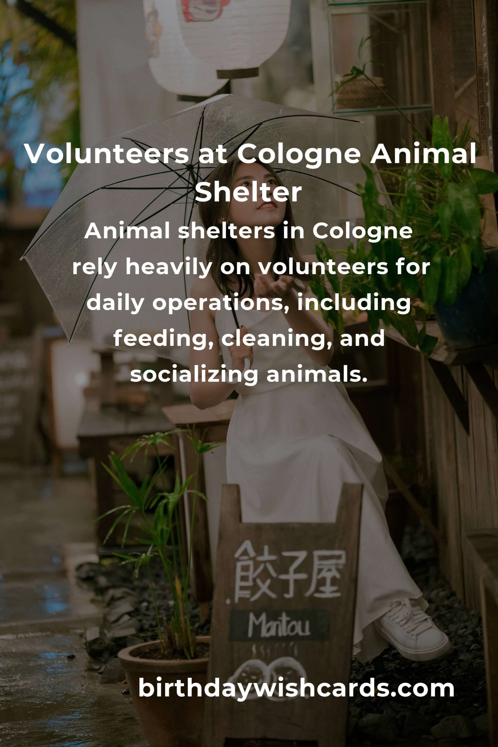 Best Animal Shelter Volunteer Programs in Cologne: Make a Difference