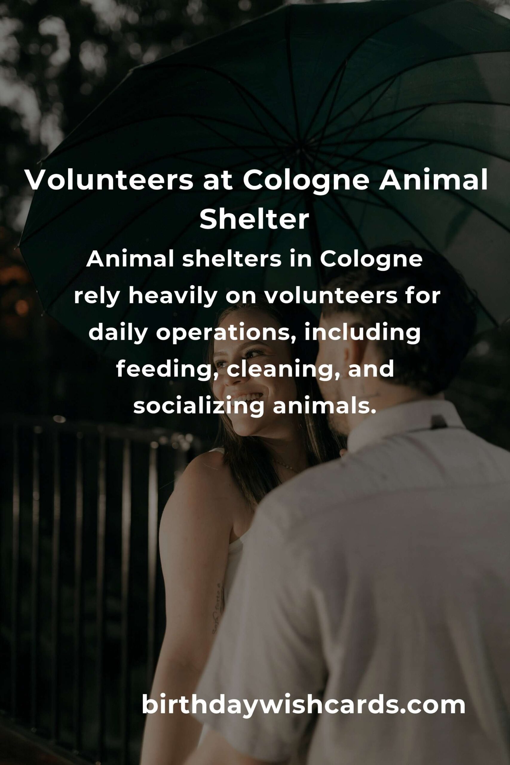 Best Animal Shelter Volunteer Programs in Cologne: Make a Difference