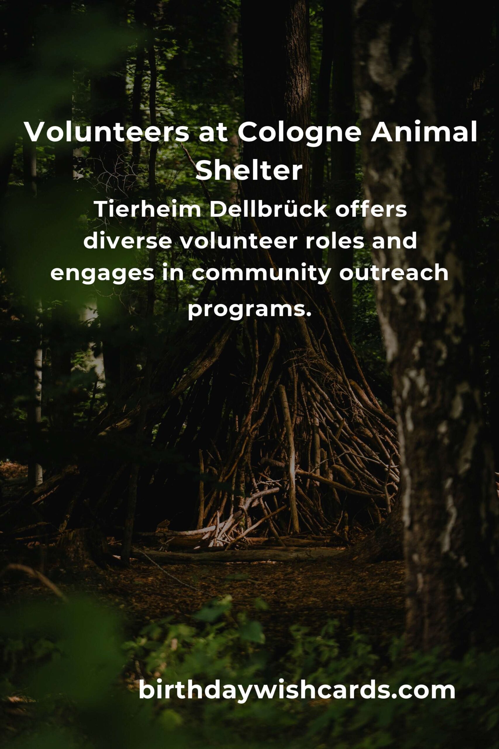 Best Animal Shelter Volunteer Programs in Cologne: Make a Difference