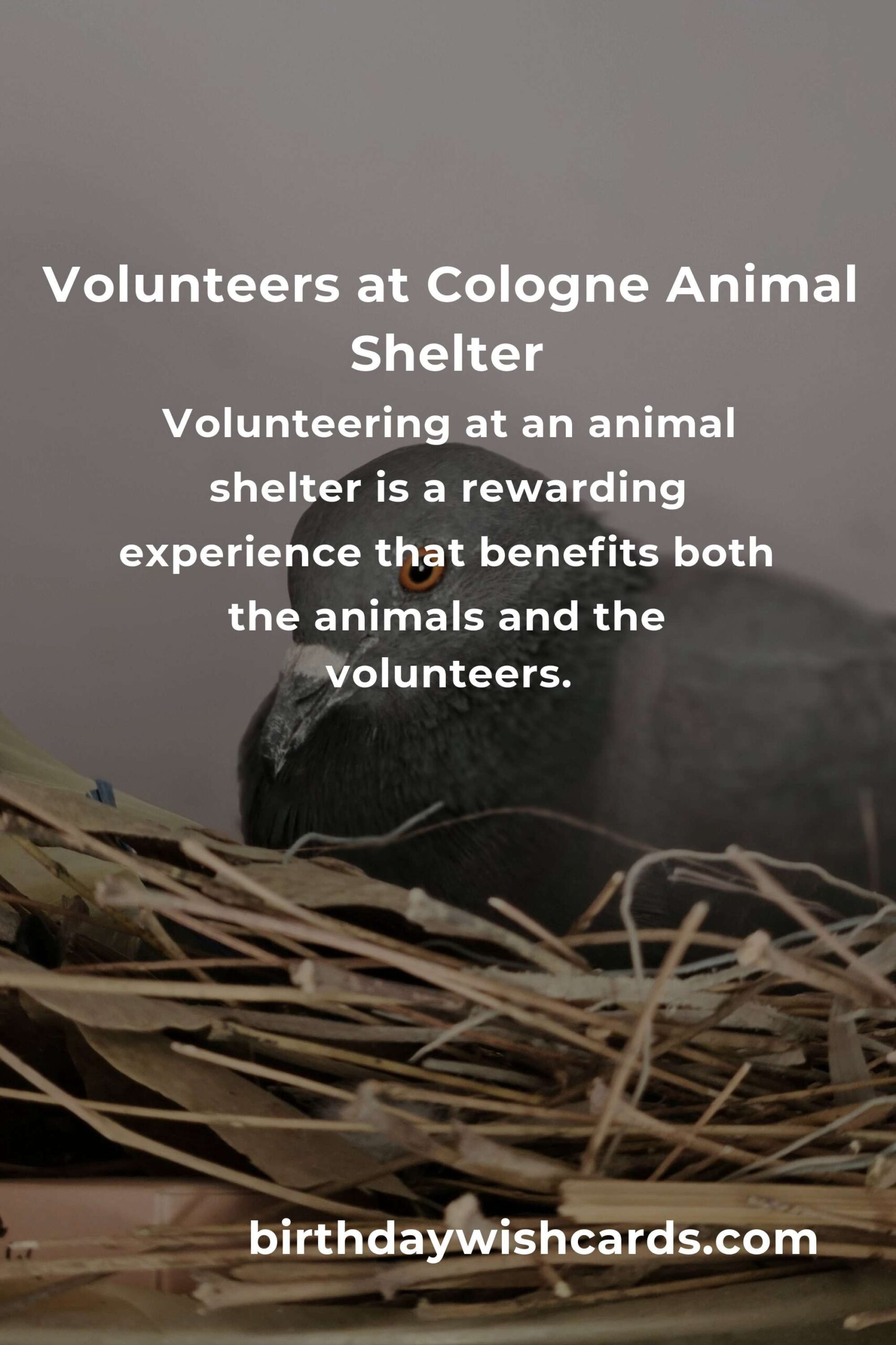 Best Animal Shelter Volunteer Programs in Cologne: Make a Difference