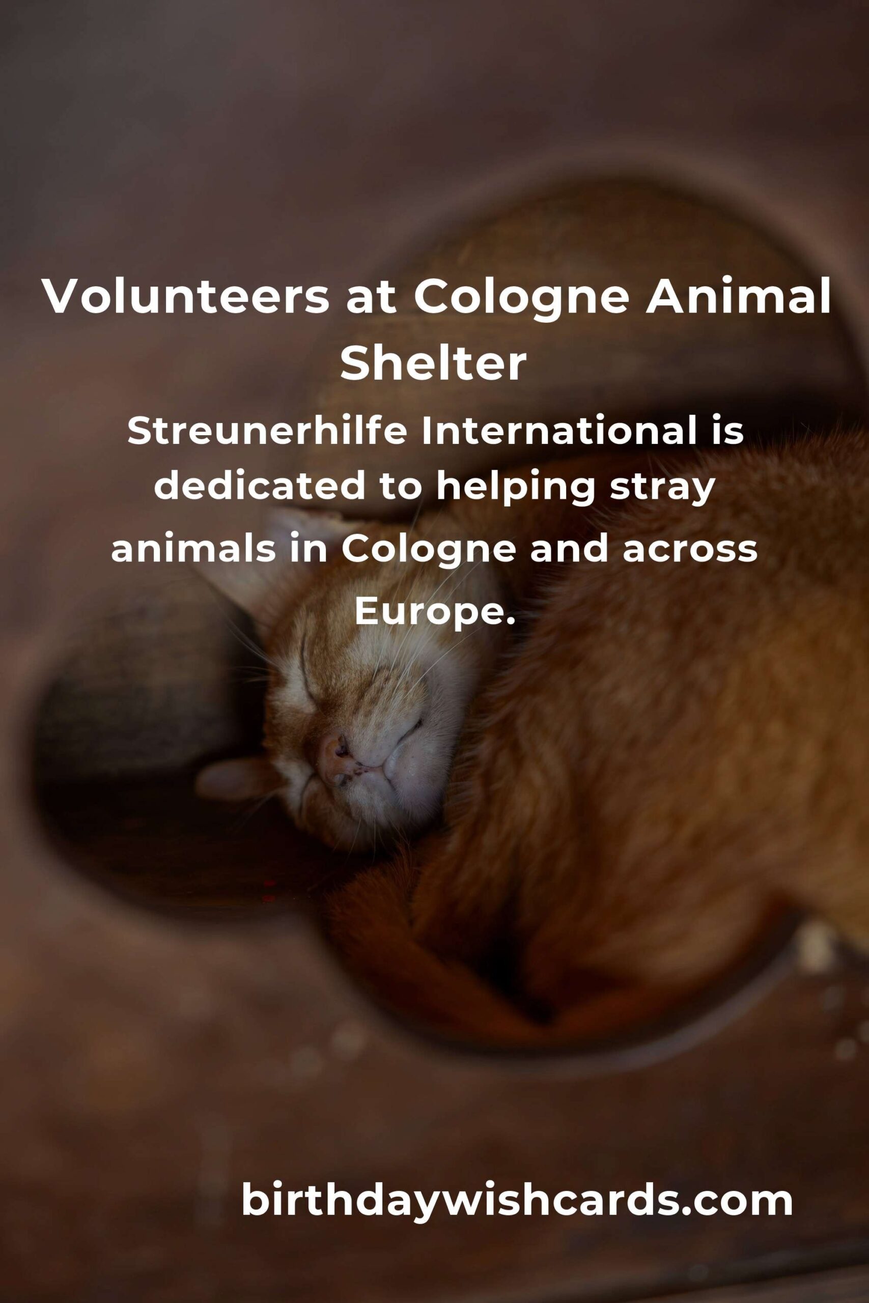 Best Animal Shelter Volunteer Programs in Cologne: Make a Difference