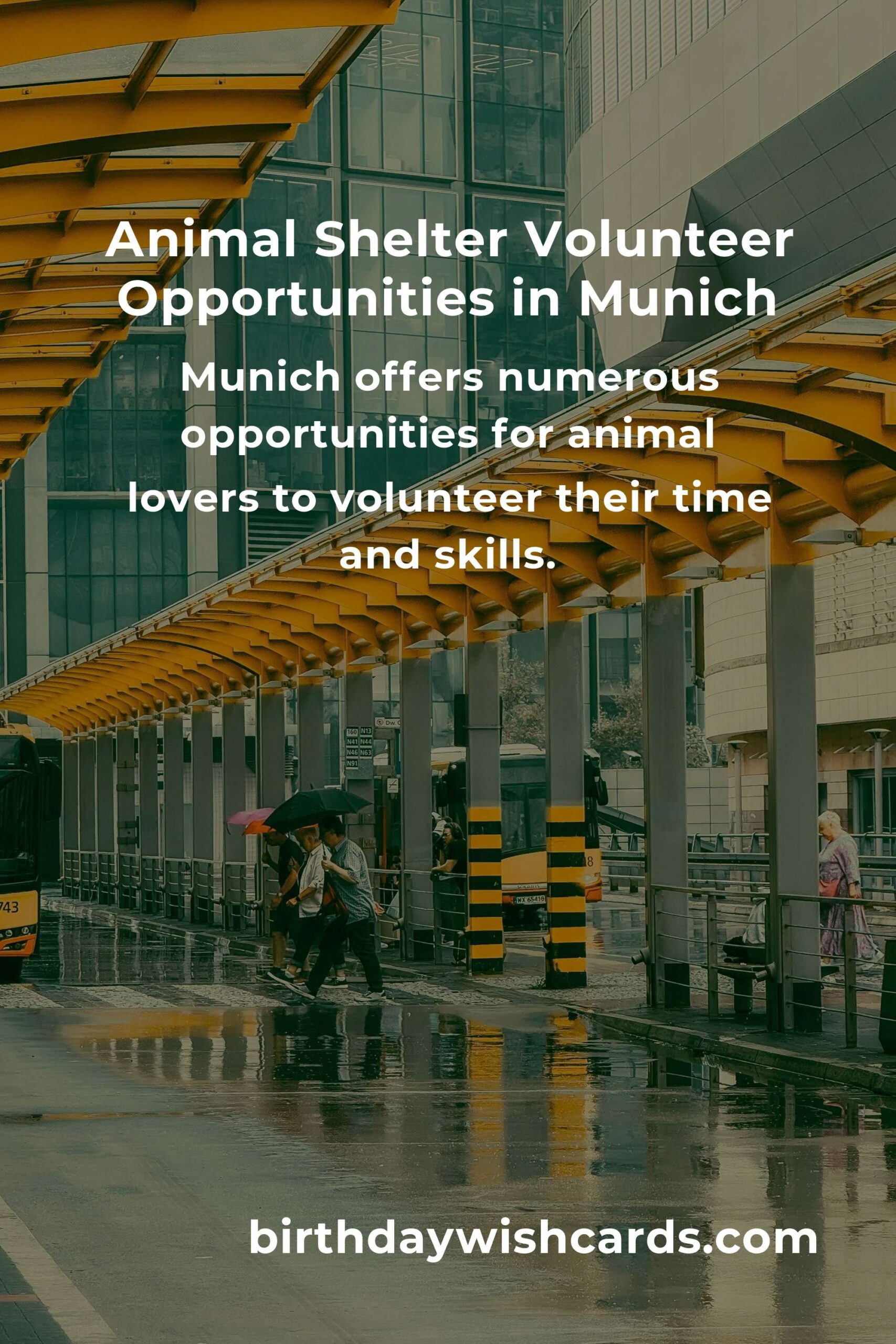 Best Animal Shelter Volunteer Programs in Munich: Make a Difference Today