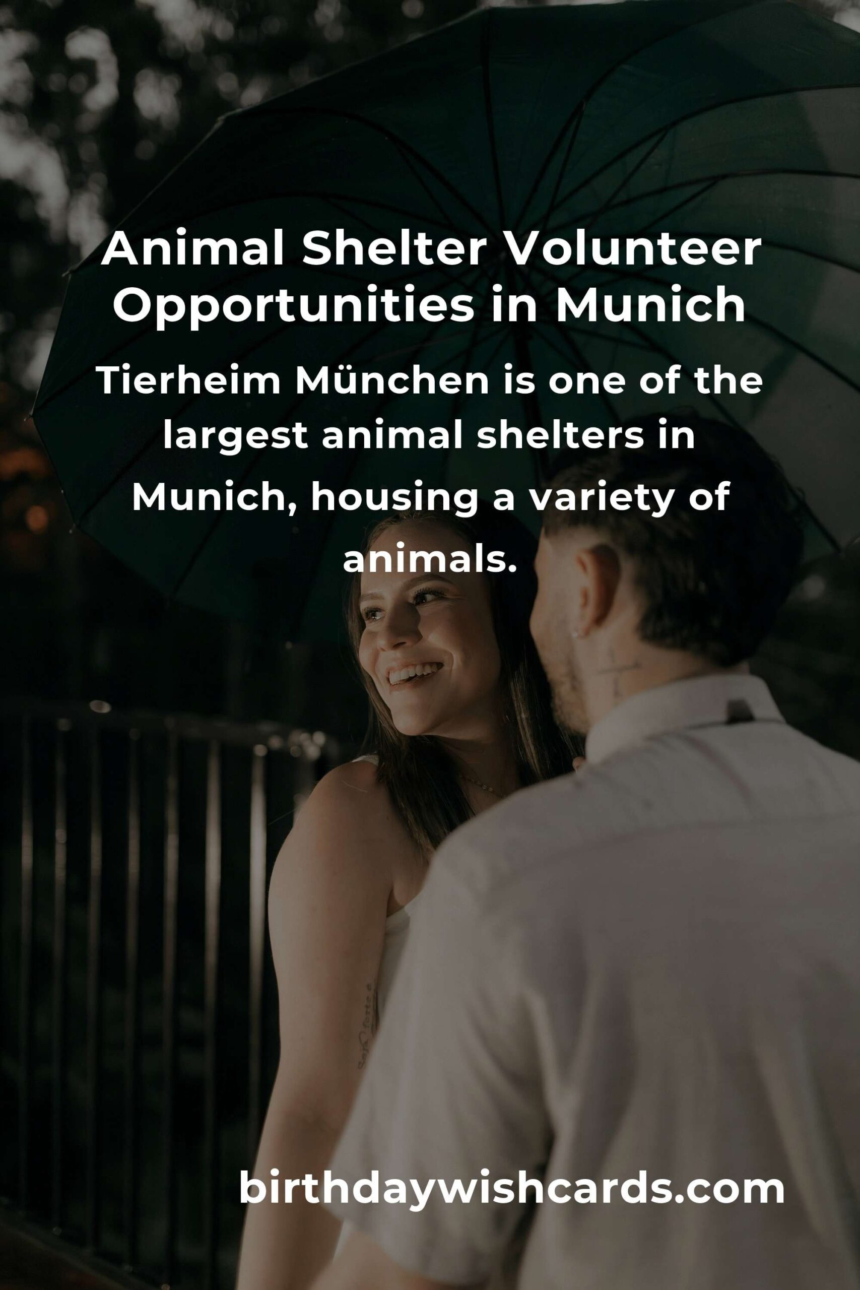 Best Animal Shelter Volunteer Programs in Munich: Make a Difference Today