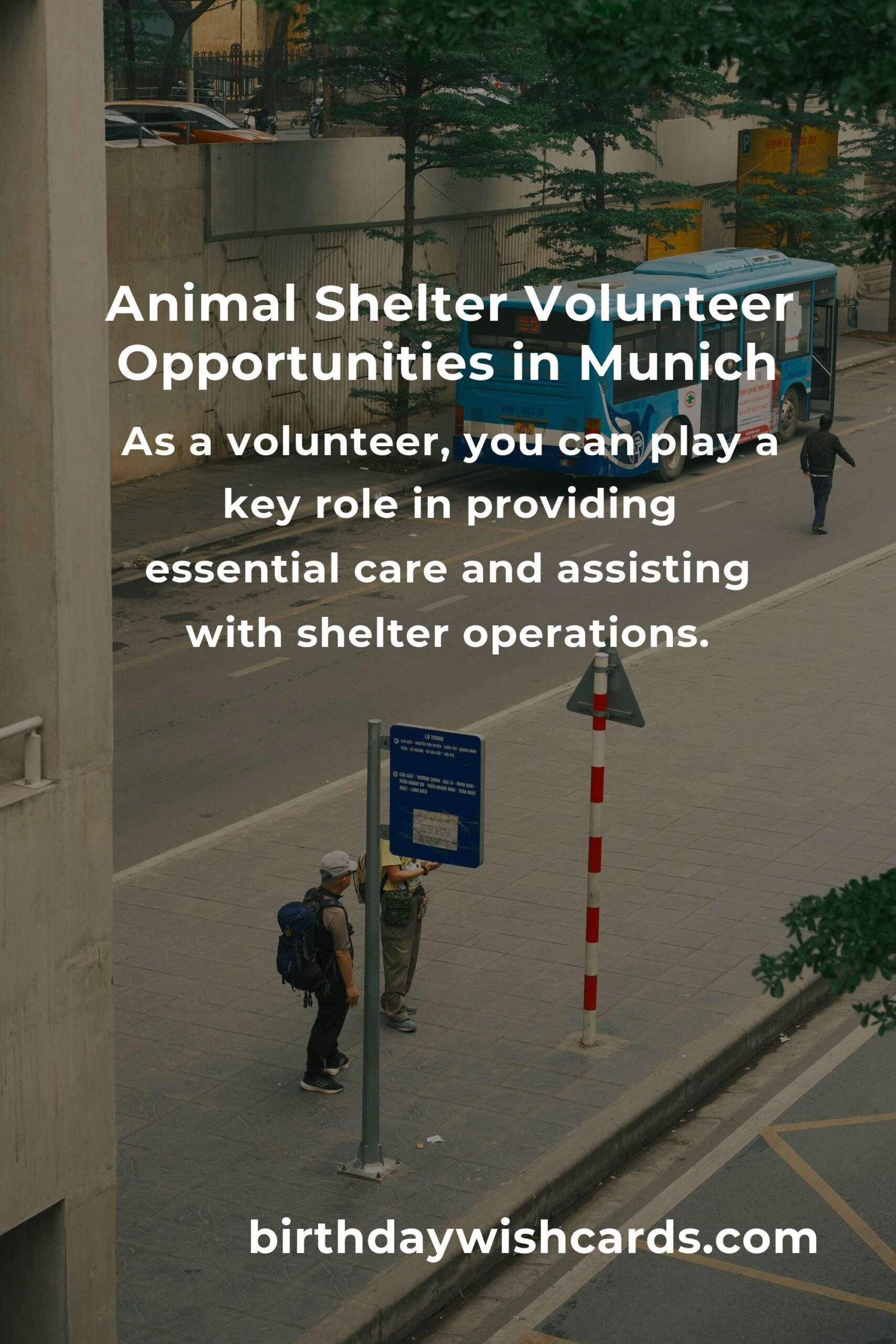 Best Animal Shelter Volunteer Programs in Munich: Make a Difference Today