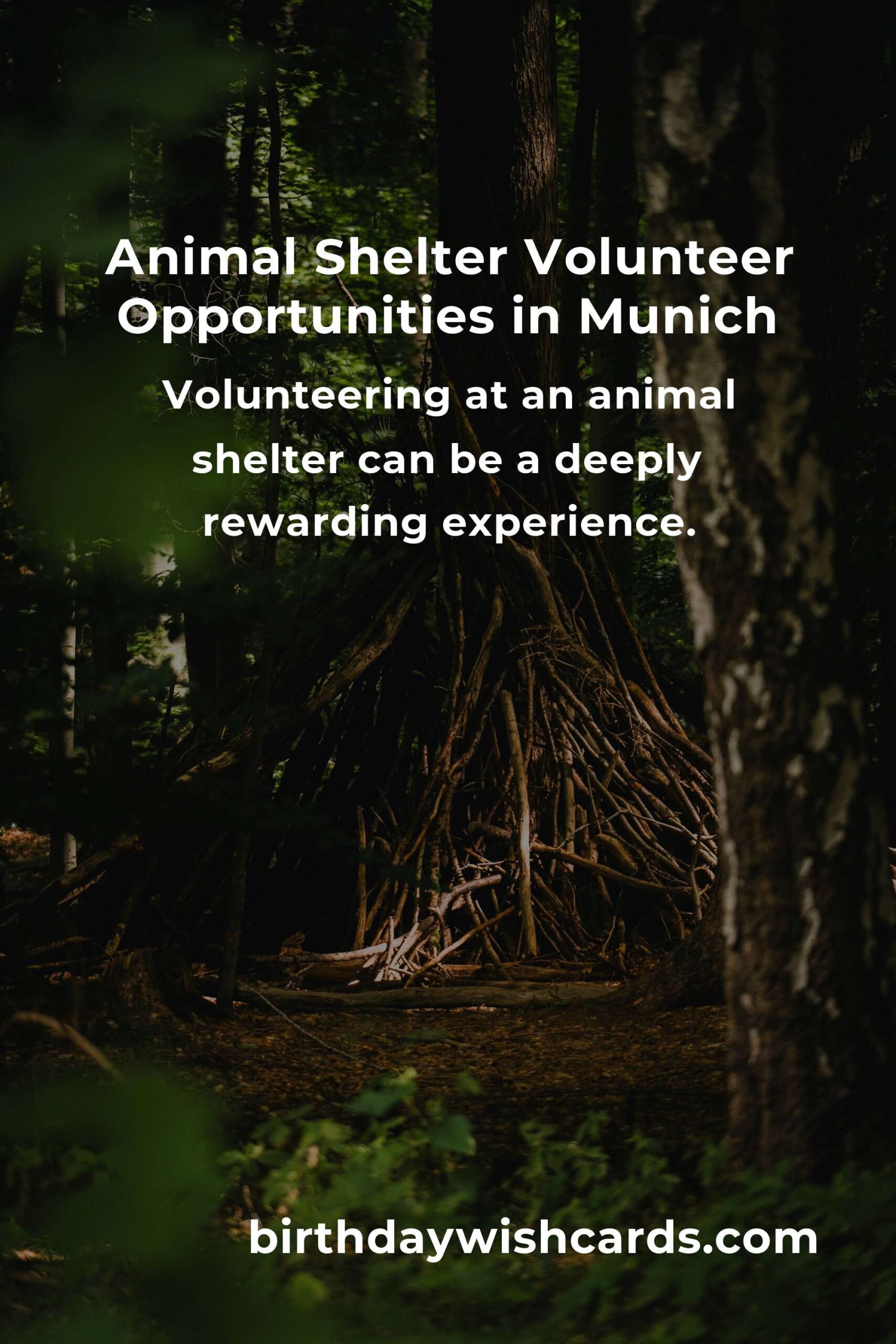 Best Animal Shelter Volunteer Programs in Munich: Make a Difference Today