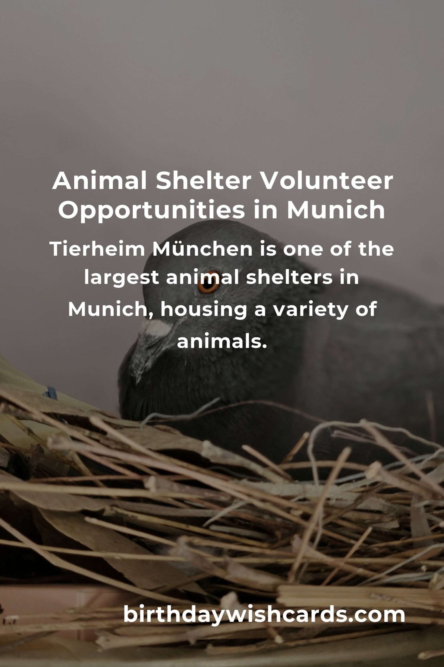 Best Animal Shelter Volunteer Programs in Munich: Make a Difference Today