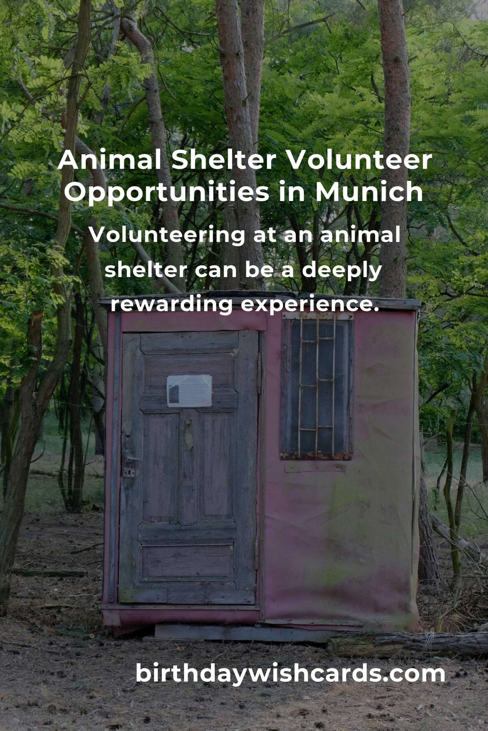 Best Animal Shelter Volunteer Programs in Munich: Make a Difference Today