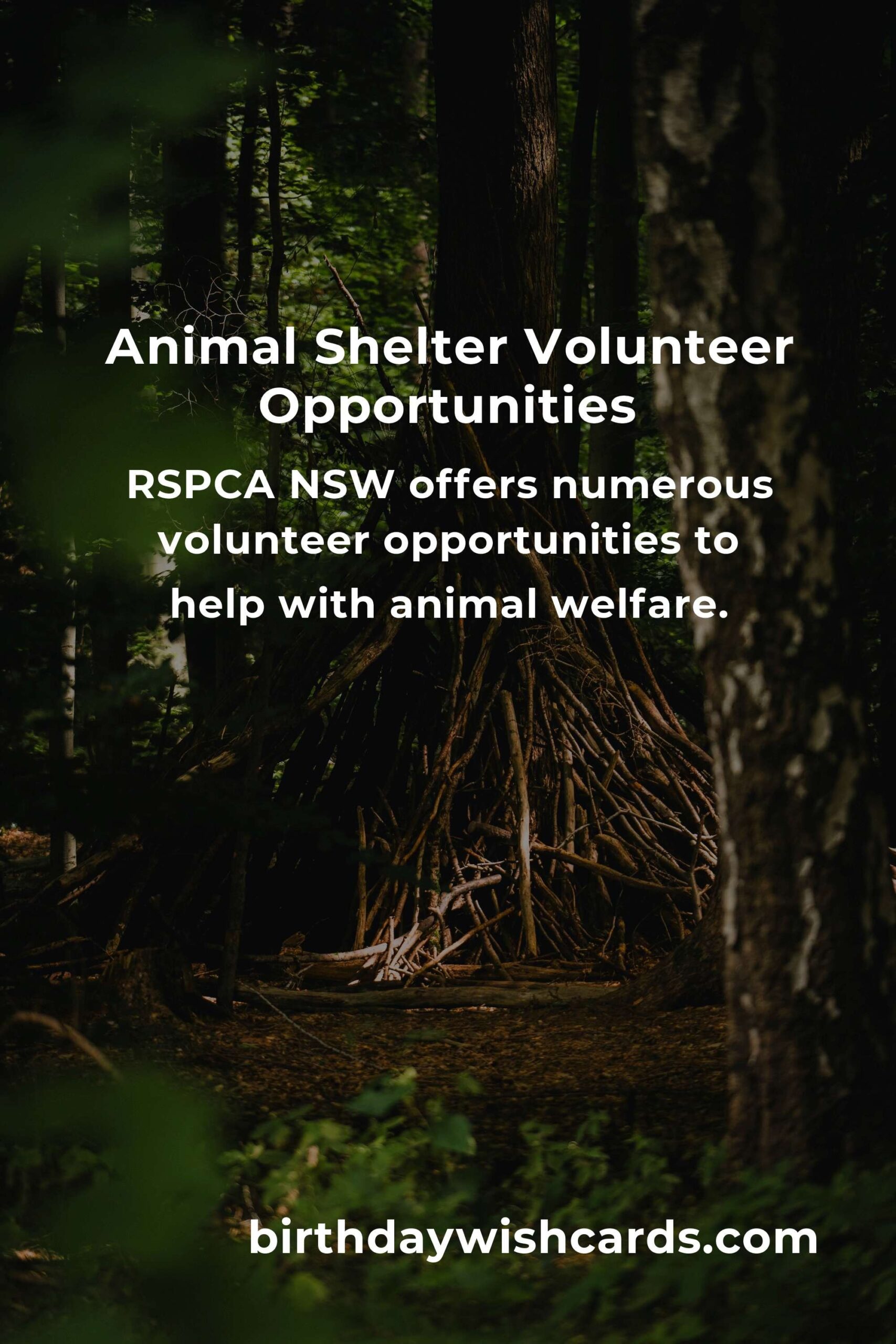 Best Animal Shelter Volunteer Programs in Sydney: A Guide to Helping Our Furry Friends