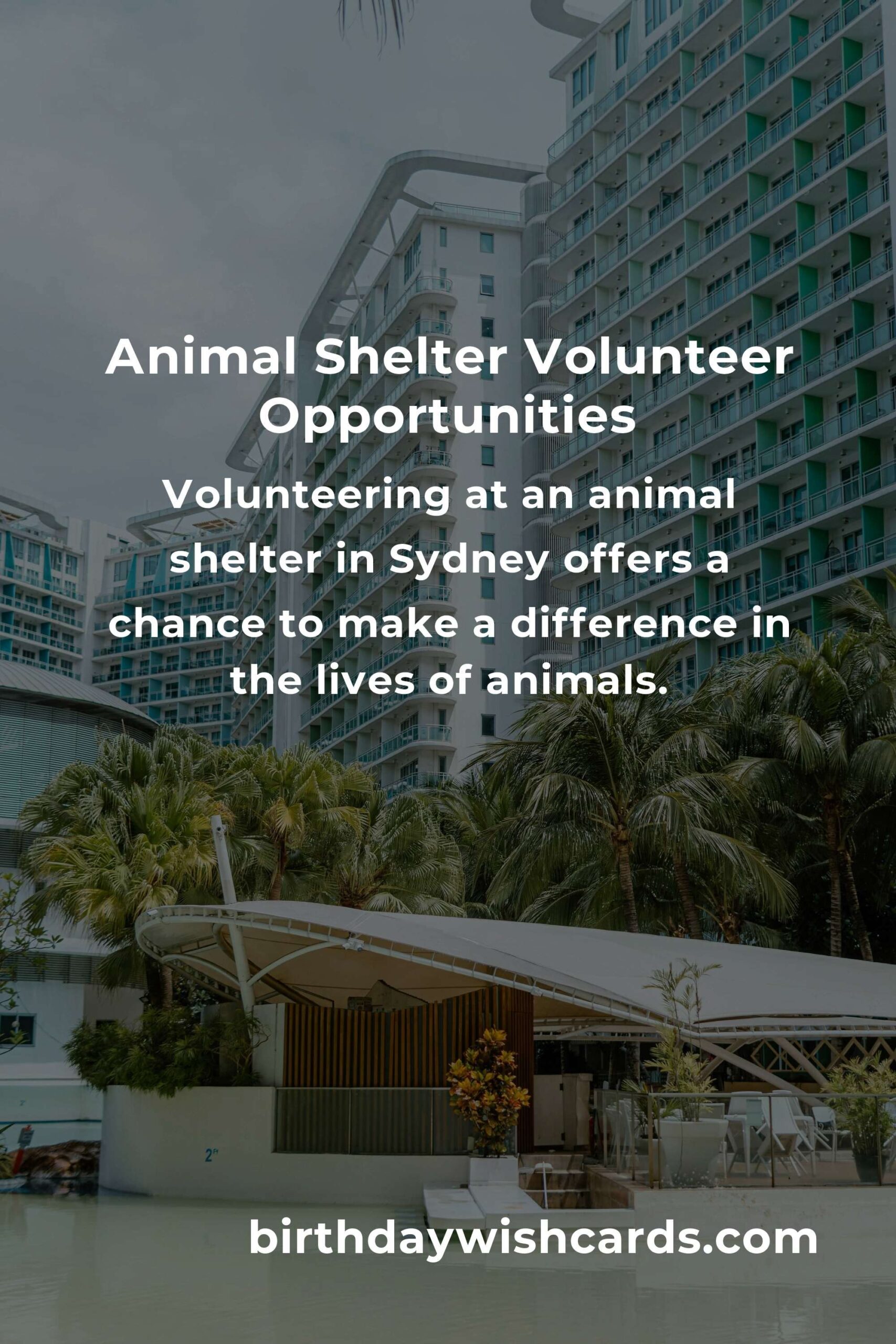 Best Animal Shelter Volunteer Programs in Sydney: A Guide to Helping Our Furry Friends