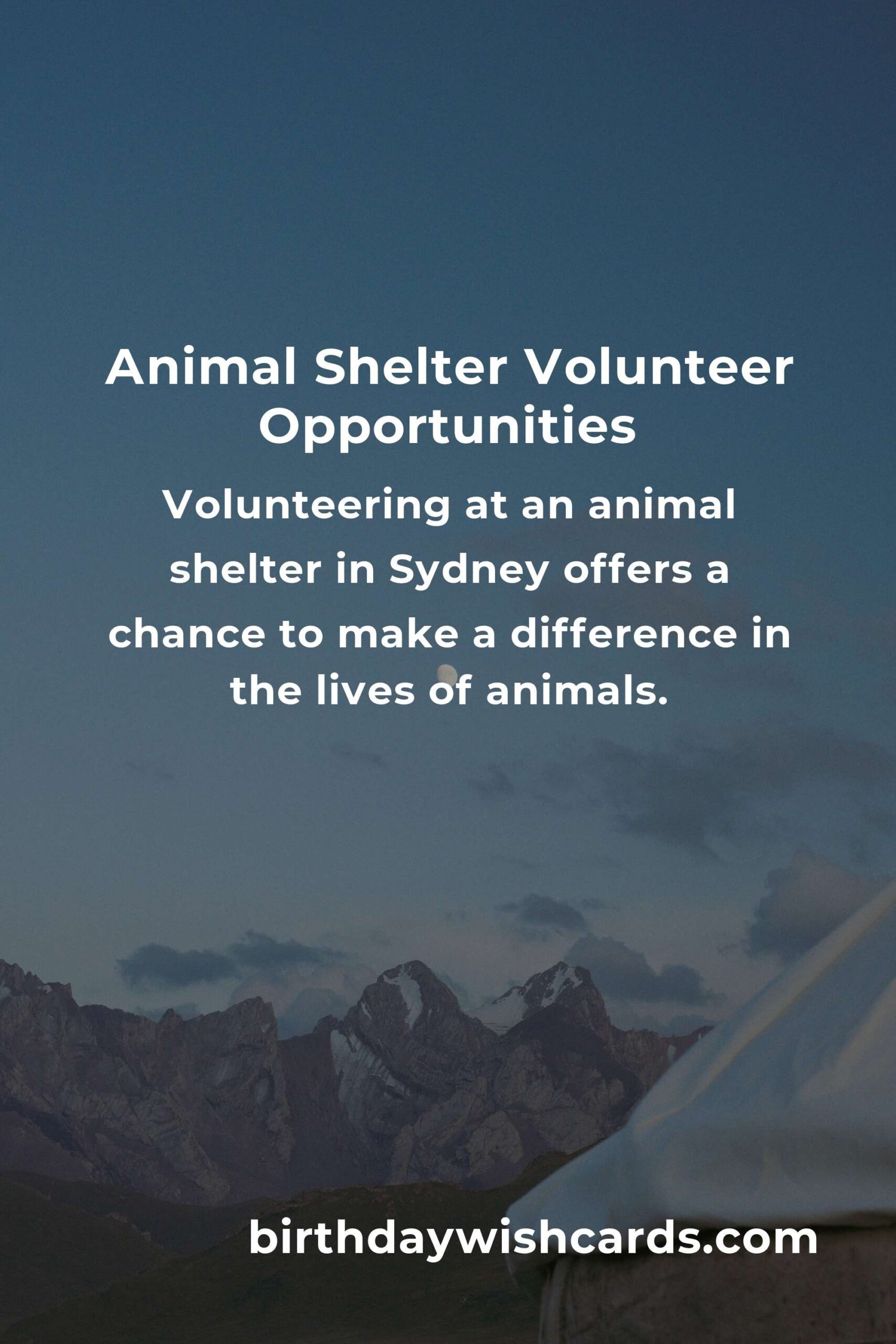Best Animal Shelter Volunteer Programs in Sydney: A Guide to Helping Our Furry Friends