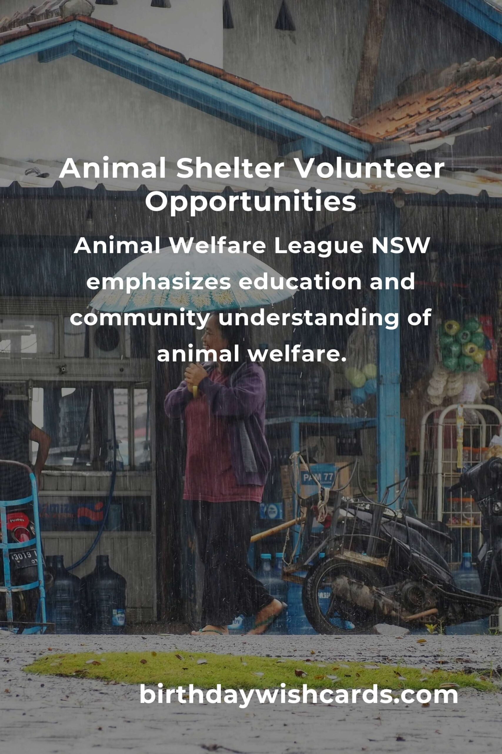 Best Animal Shelter Volunteer Programs in Sydney: A Guide to Helping Our Furry Friends