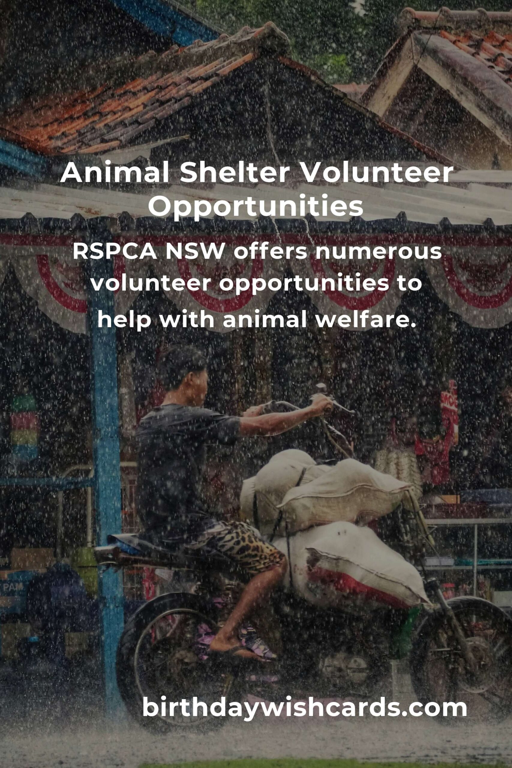 Best Animal Shelter Volunteer Programs in Sydney: A Guide to Helping Our Furry Friends