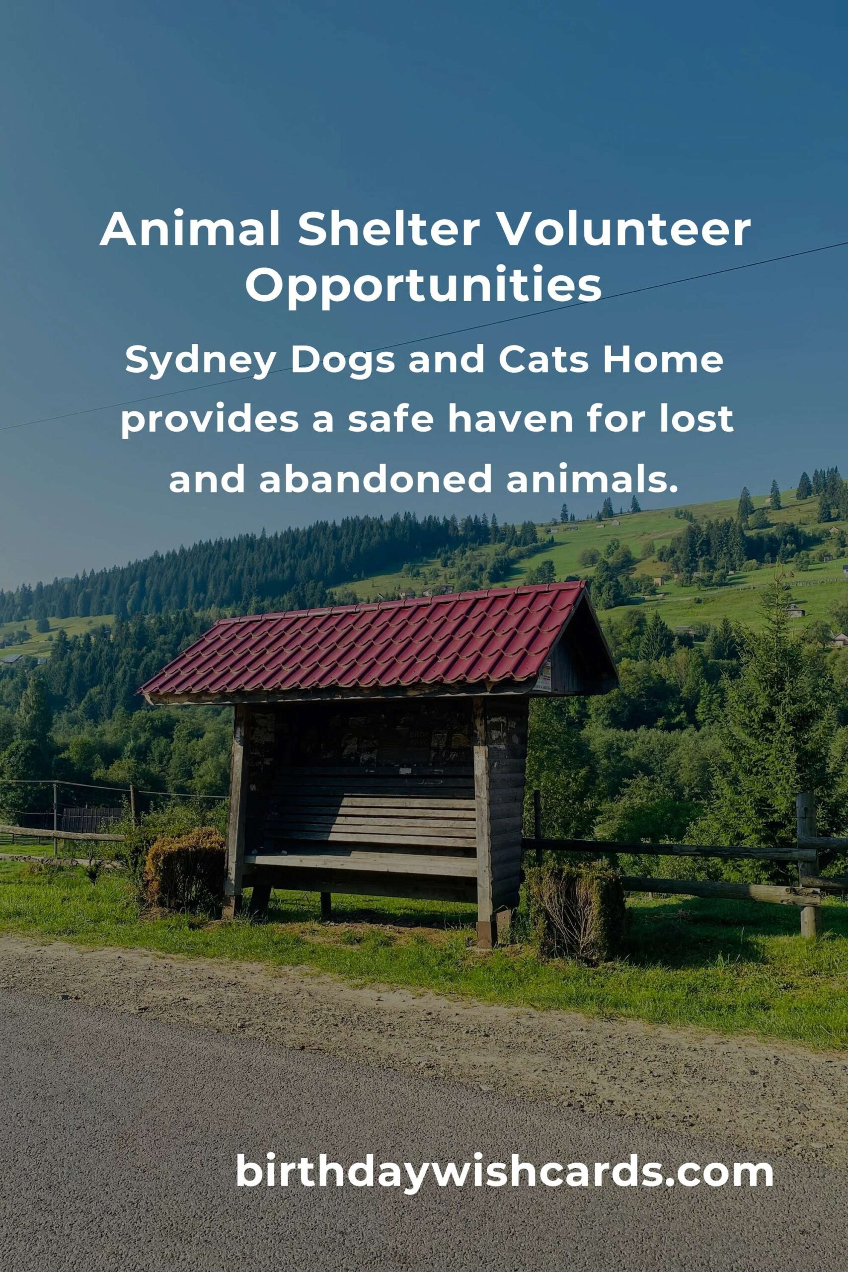 Best Animal Shelter Volunteer Programs in Sydney: A Guide to Helping Our Furry Friends