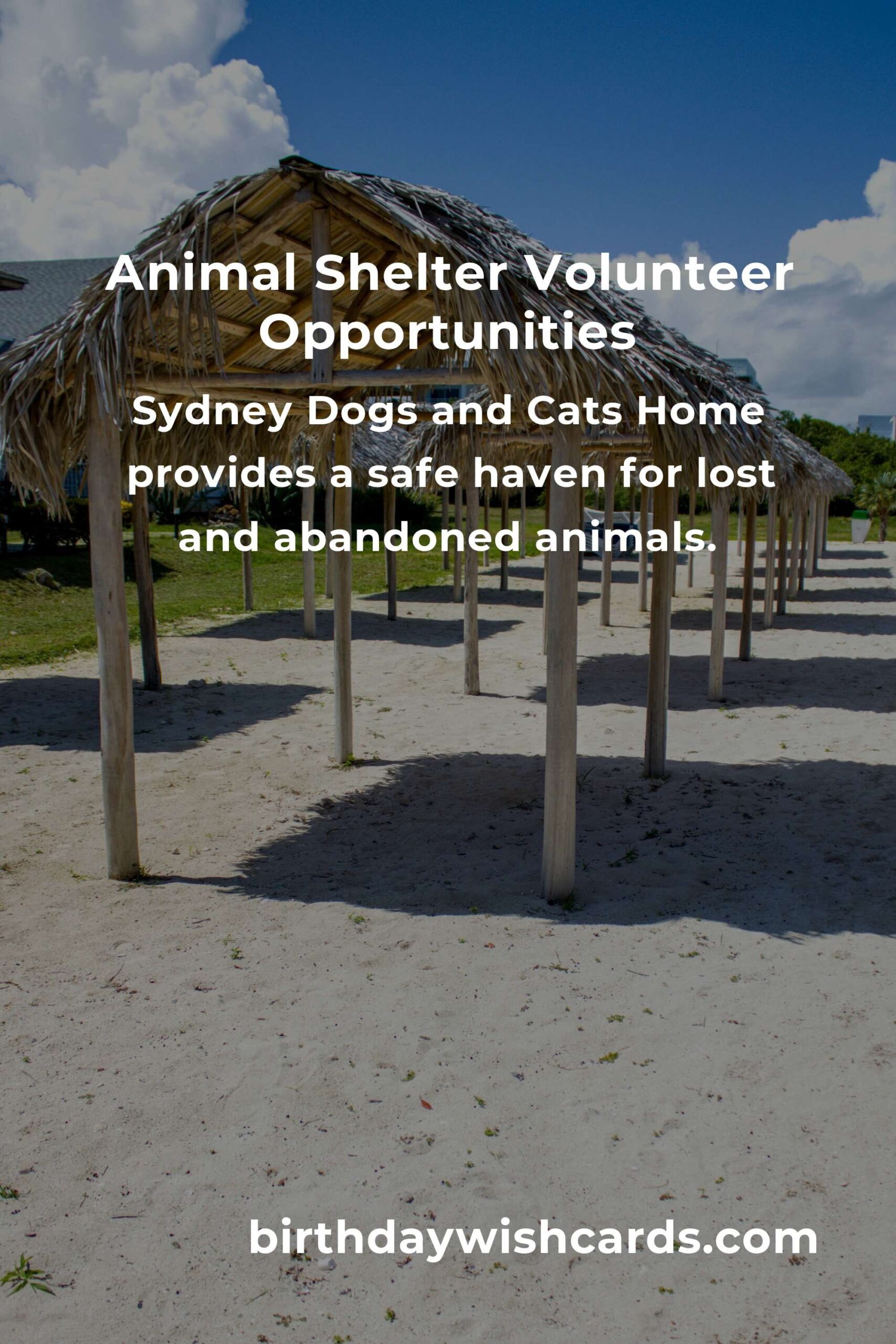 Best Animal Shelter Volunteer Programs in Sydney: A Guide to Helping Our Furry Friends