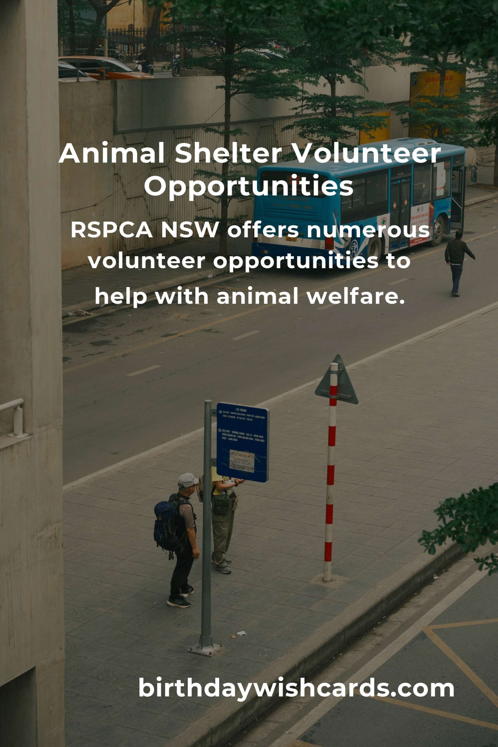 Best Animal Shelter Volunteer Programs in Sydney: A Guide to Helping Our Furry Friends