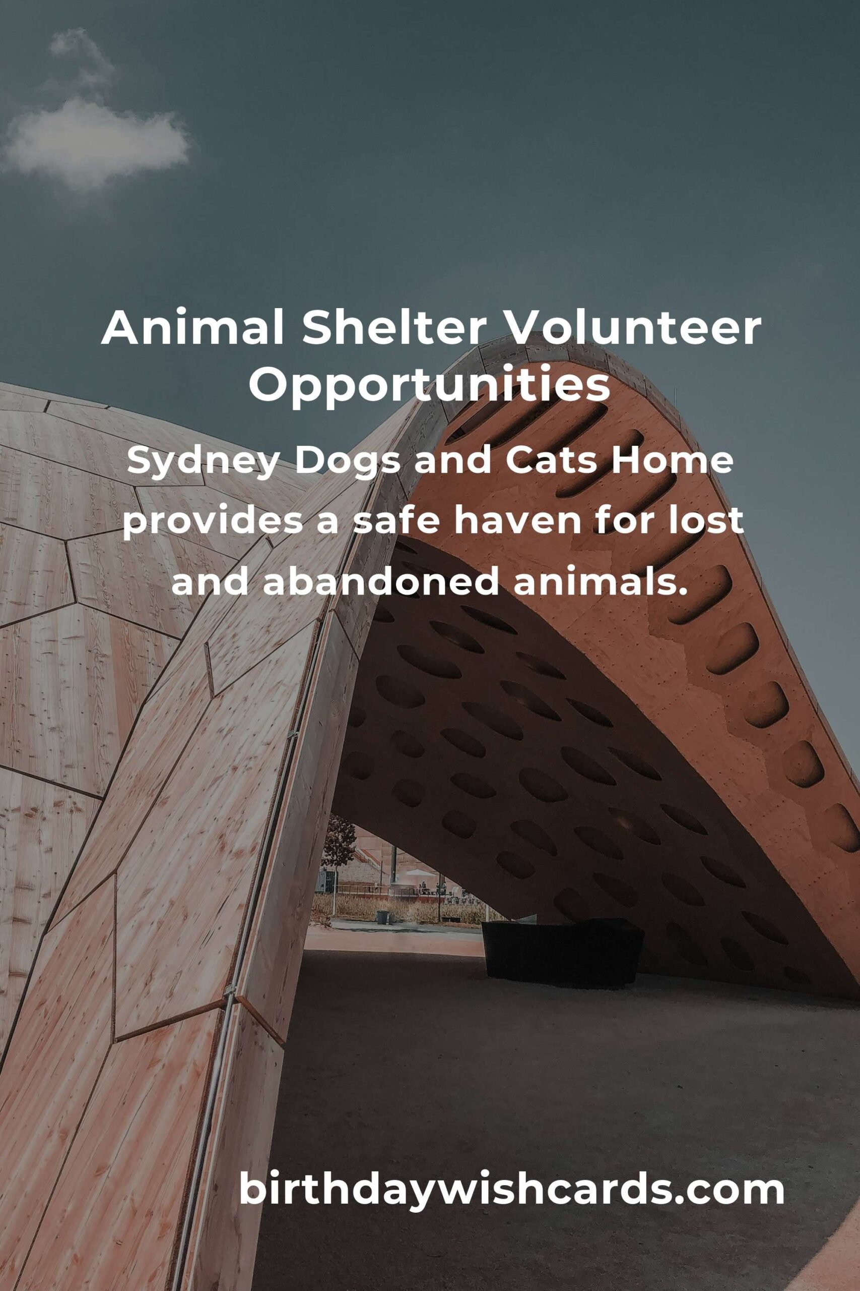 Best Animal Shelter Volunteer Programs in Sydney: A Guide to Helping Our Furry Friends