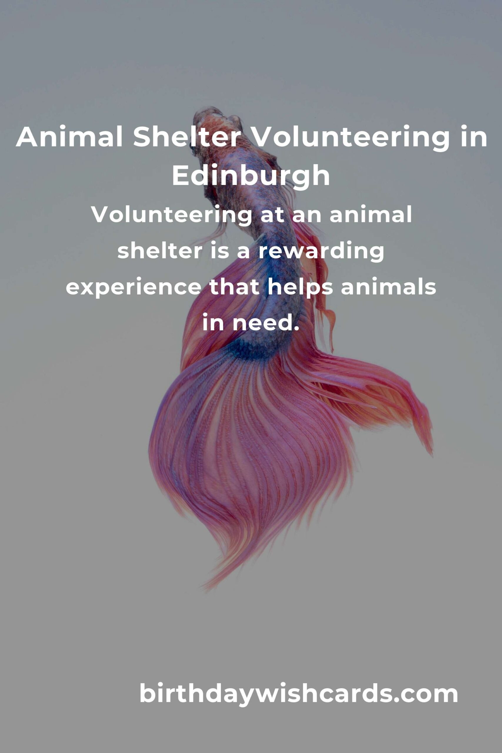 Discover the Best Animal Shelter Volunteer Programs in Edinburgh